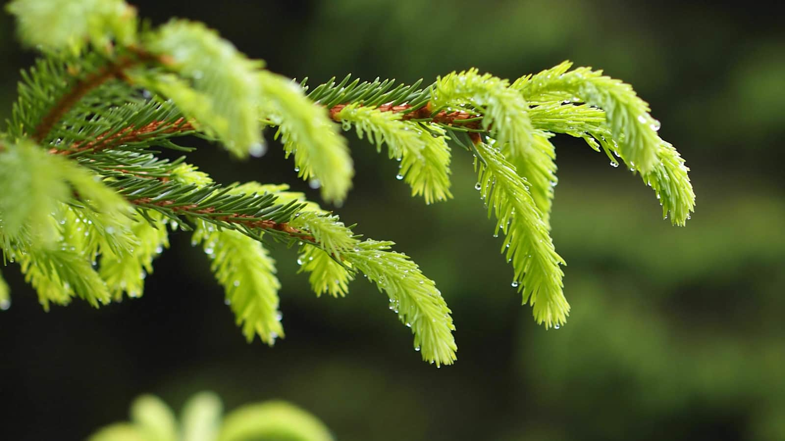 24 h Trophy: 24 Stunden wandern im Schwarzwald