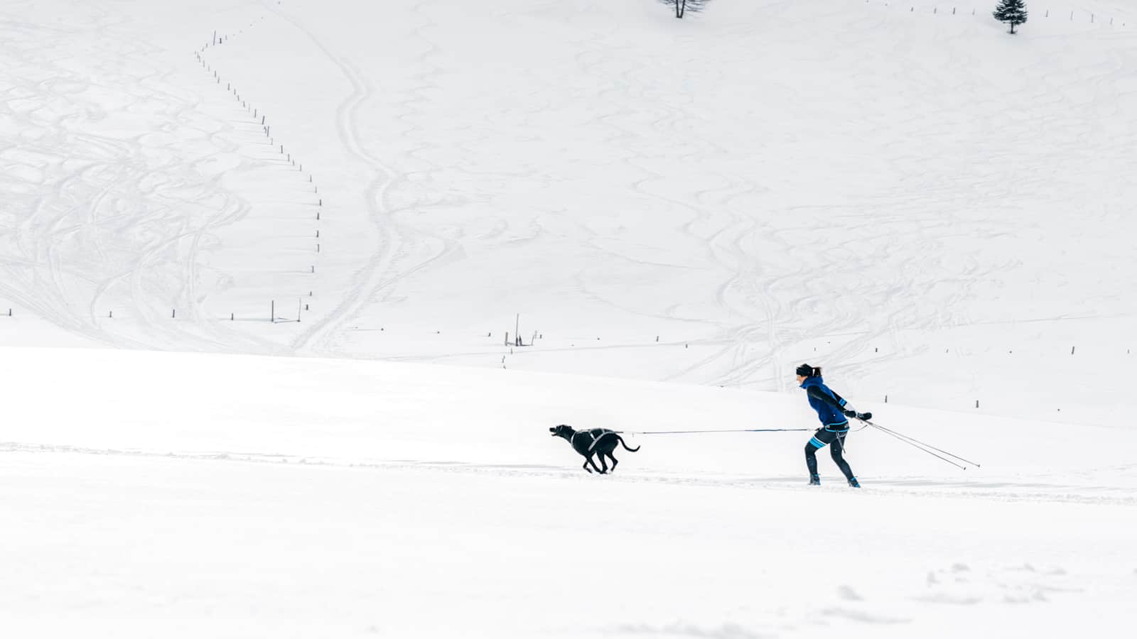 Anna wird von ihrem Hund Finn beim Langlaufen gezogen