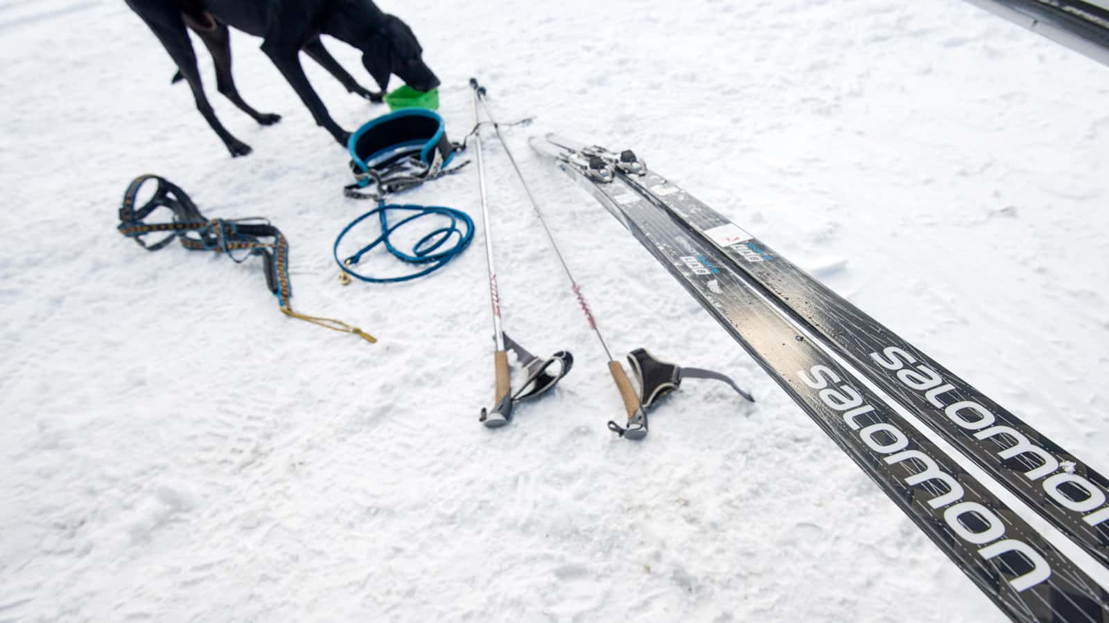 Finn hat sich sein Futter beim Training verdient