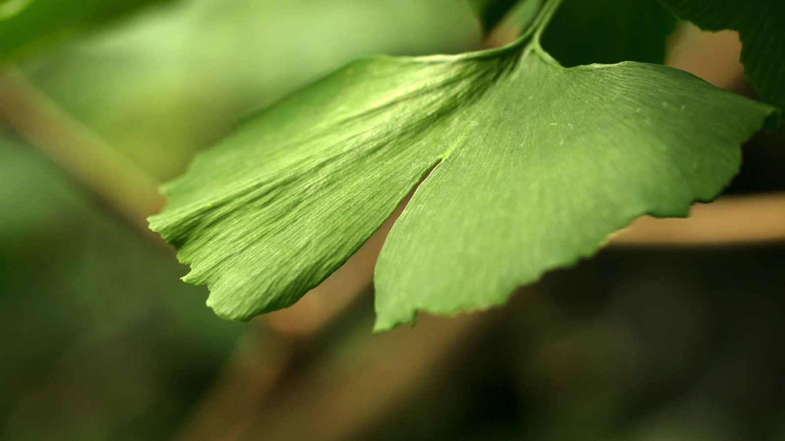 Gingko-Blatt