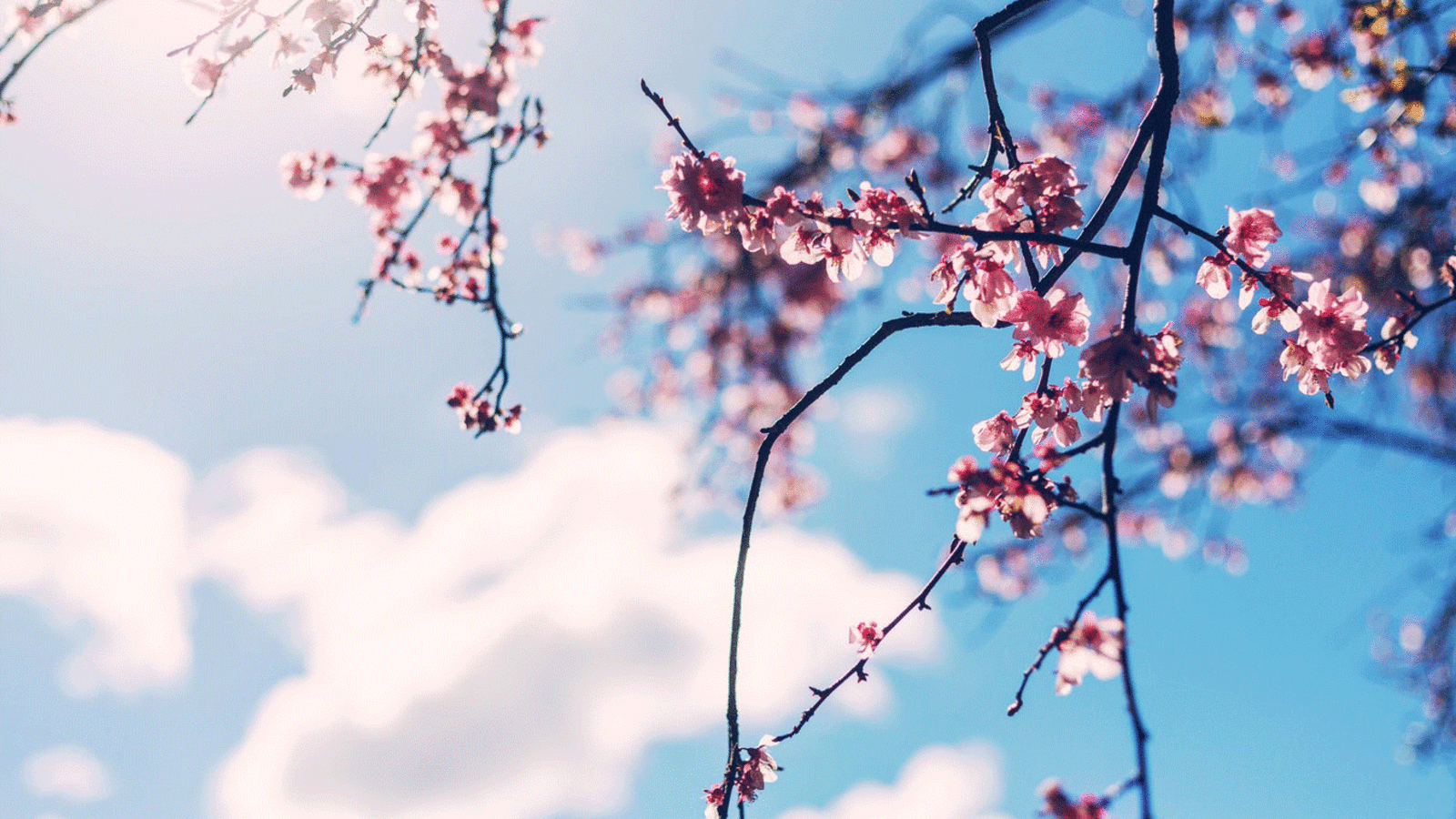 Blühender Kirschbaum im Frühling