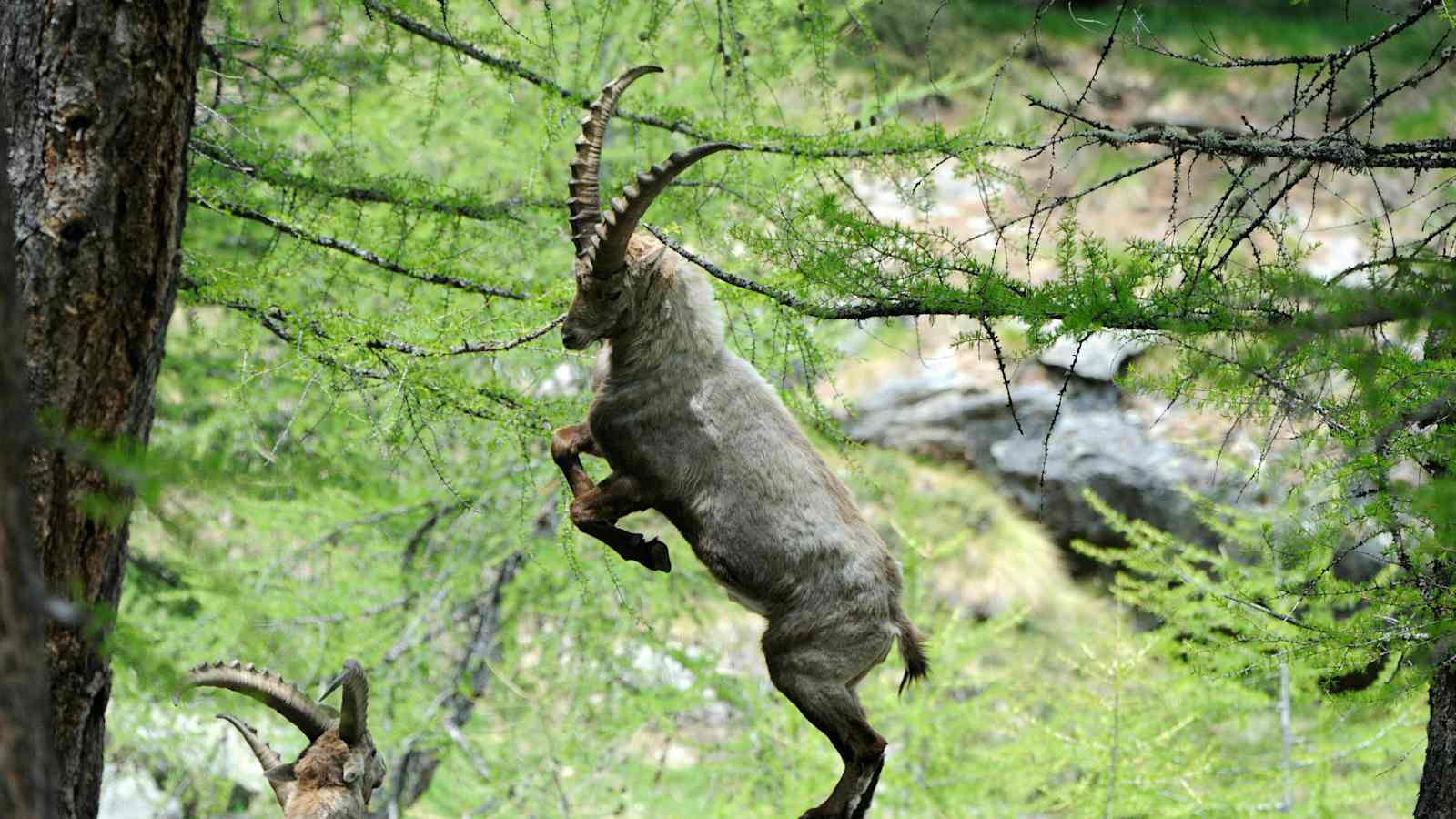 Steinbock