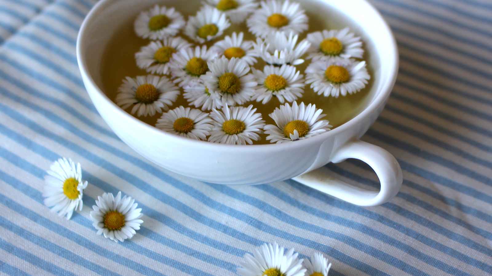 Gänseblümchen-Tee kann aus den frischen Blüten gemacht werden und ist eine willkommene Abwechslung in der Teekanne