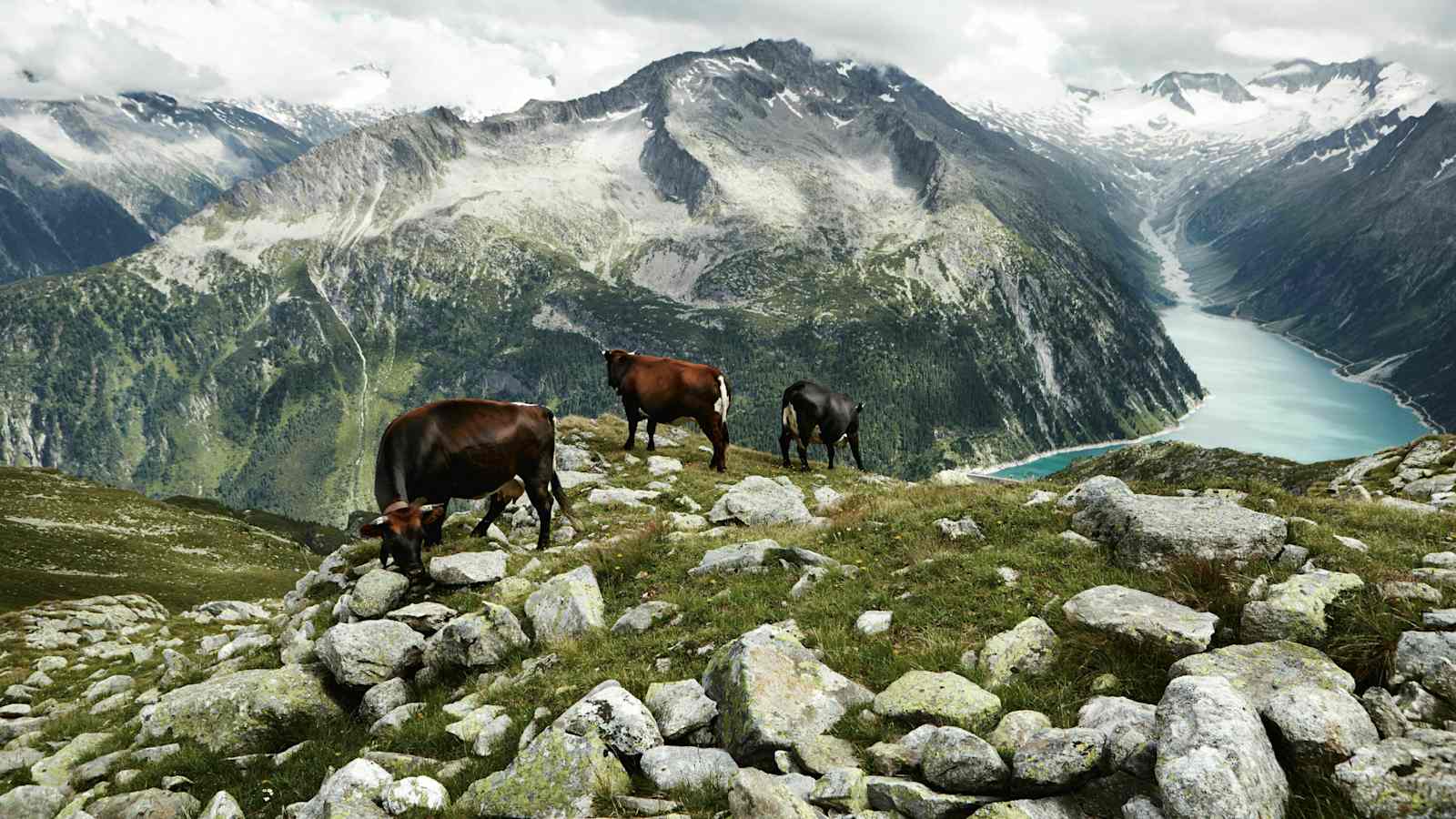 Die Tux-Zillertaler-Kühe aus Tirol