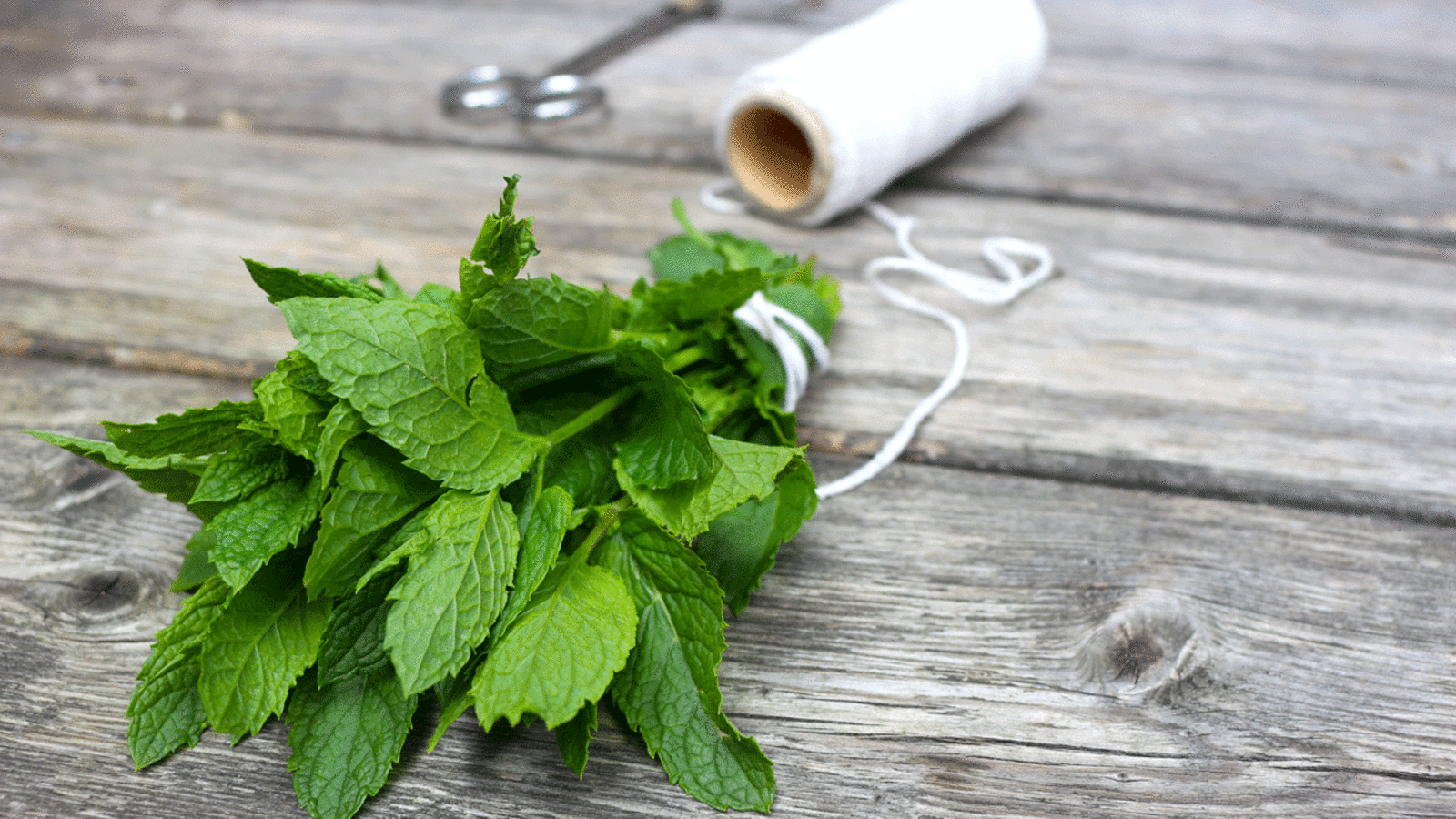 Frische Minze aus dem Garten - kann man trocknen oder frisch zu Eistee verarbeiten