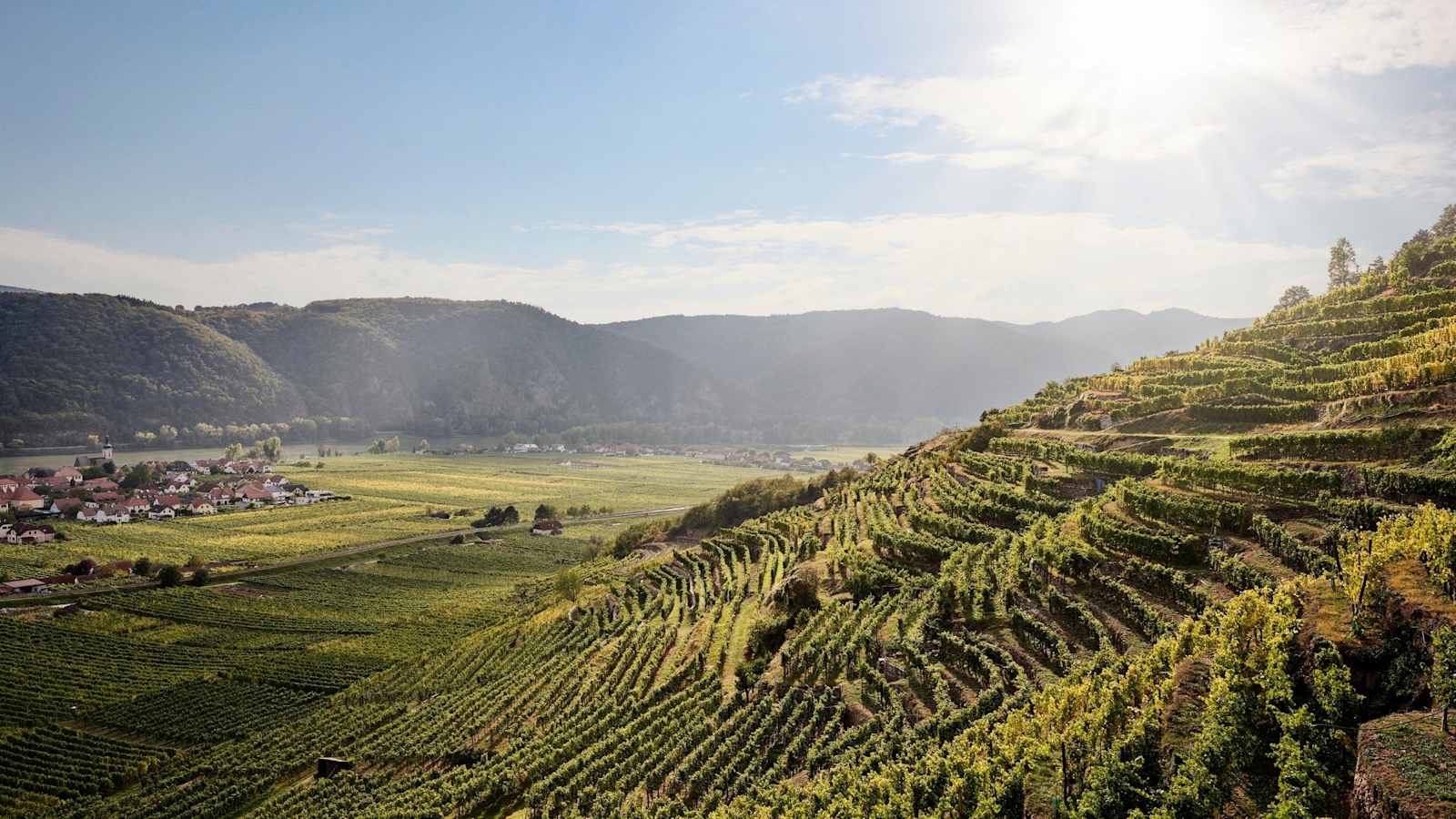 Die Weingärten in der Wachau.