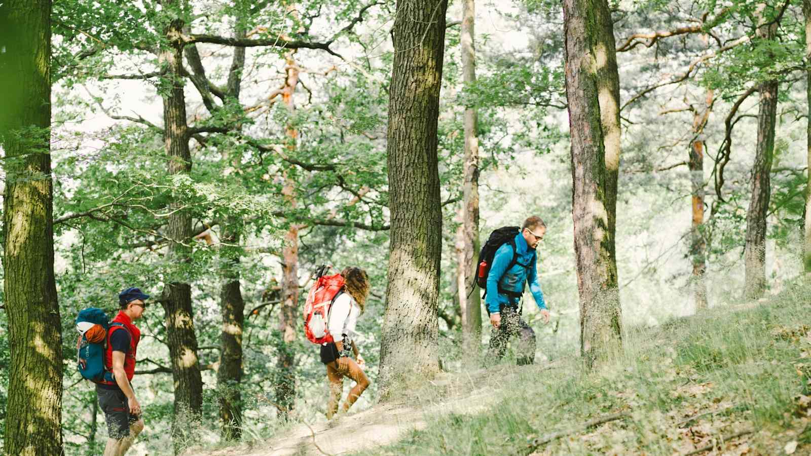 Drei Wanderer im Wald