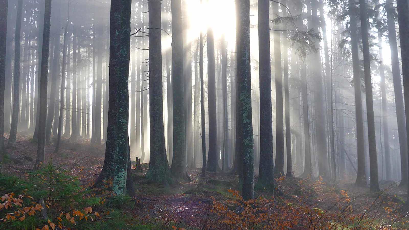 Wandern im Nationalpark Bayerischer Wald: Überschreitung des Rachel