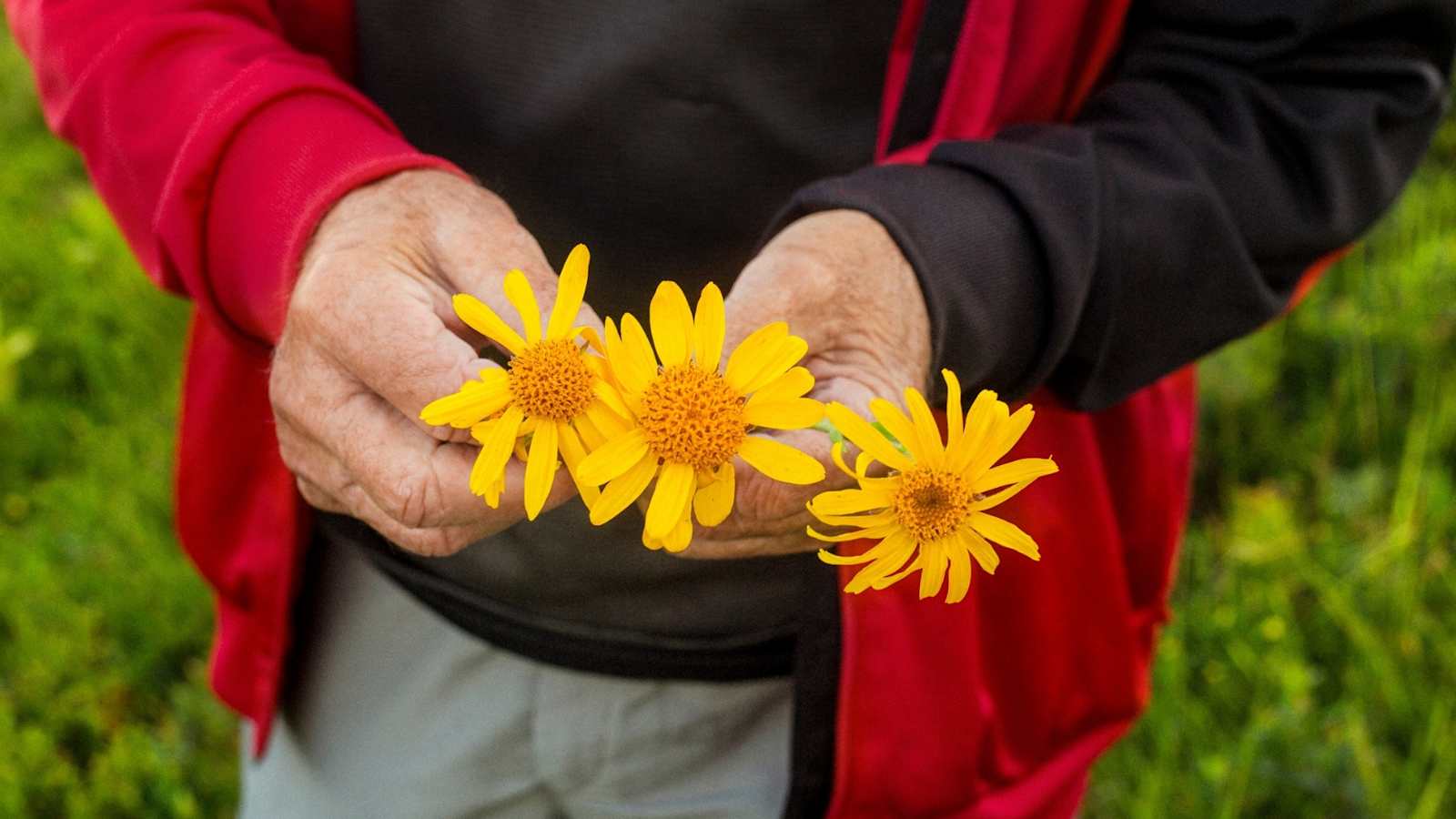 Wiesenblumen in der Hand.