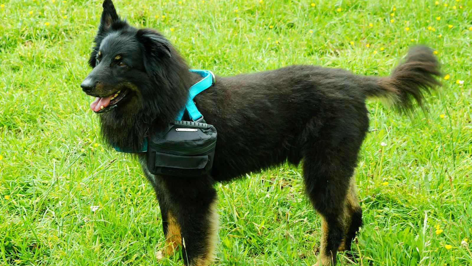 Hundepacktasche von Doxlock