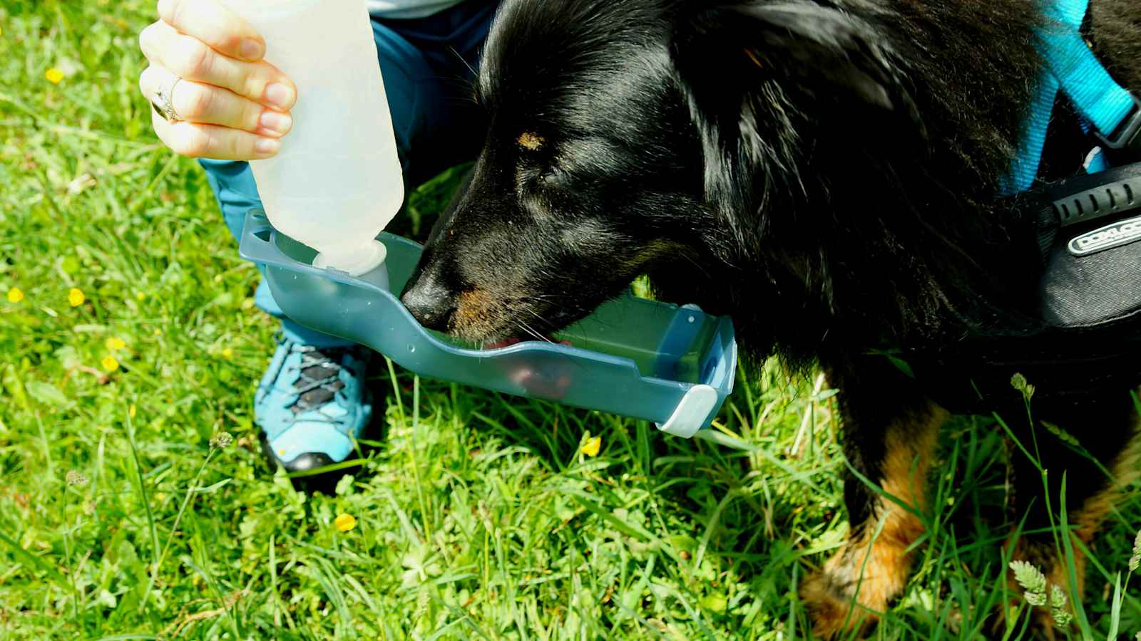 Handi-Drink für Hunde