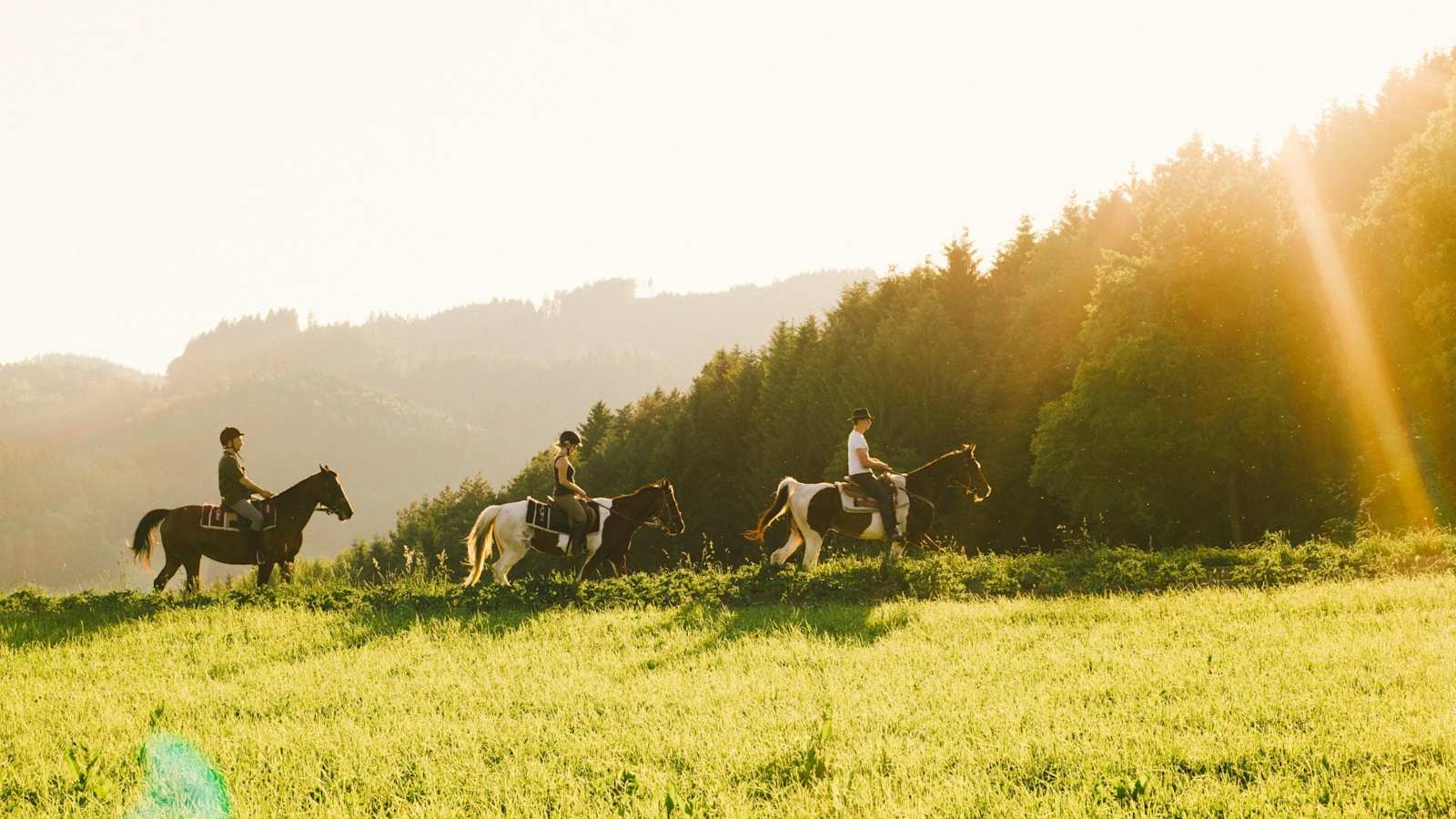 Drei Pferde mit Reiter reiten über eine Wiese.