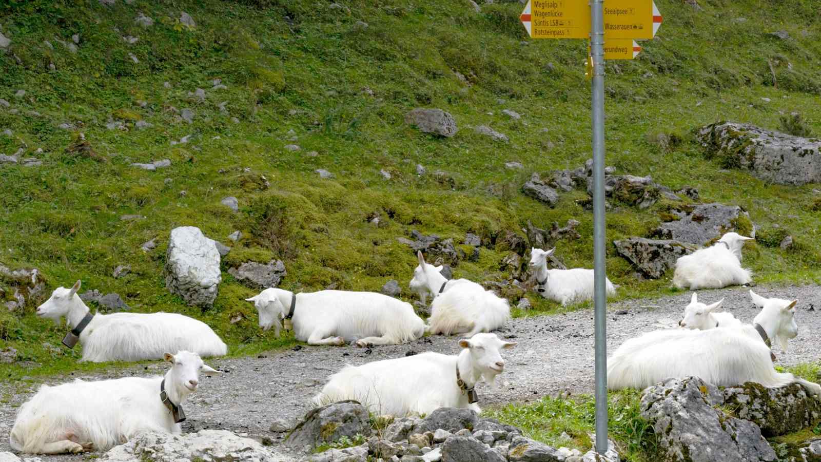 Ein Wegweise auf einem Wanderweg.