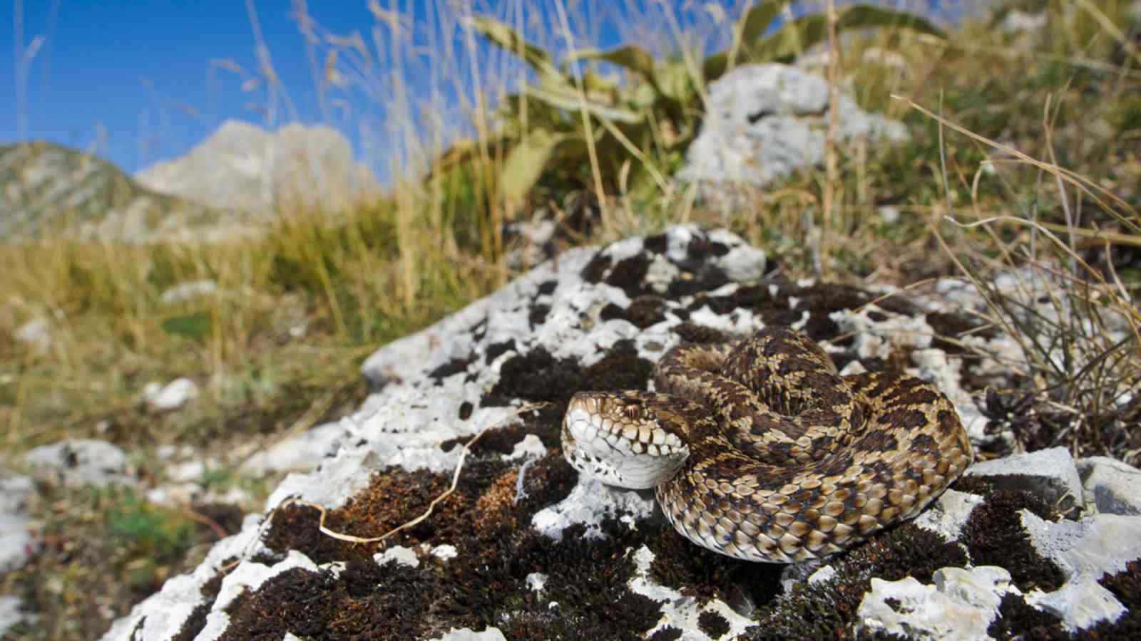 Ein ausgewachsenes Exemplar der Wiesenotter (Vipera ursinii) sitzt auf einem Felsen und sonnt sich im Gran-Sasso-Nationalpark in den Abruzzen, Italie​n