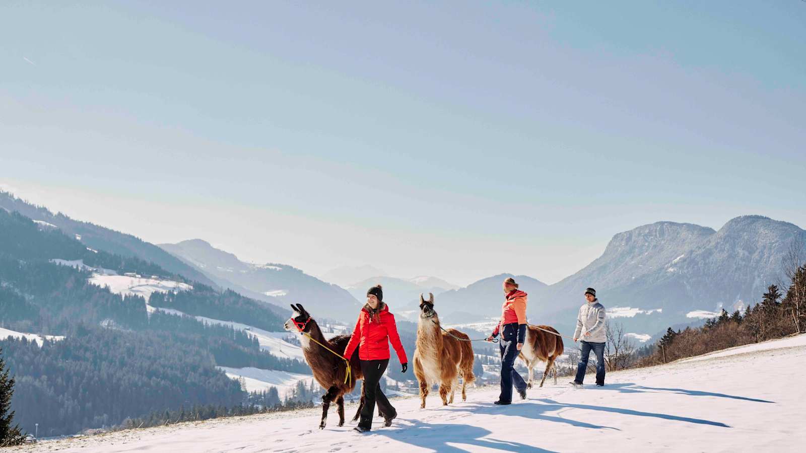 Auszeit mit den Lamas