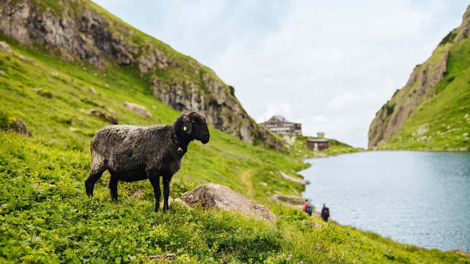 Ein Schaf auf der Almwiese, im Hintergrund sind der See und die Hütte zu erkennen