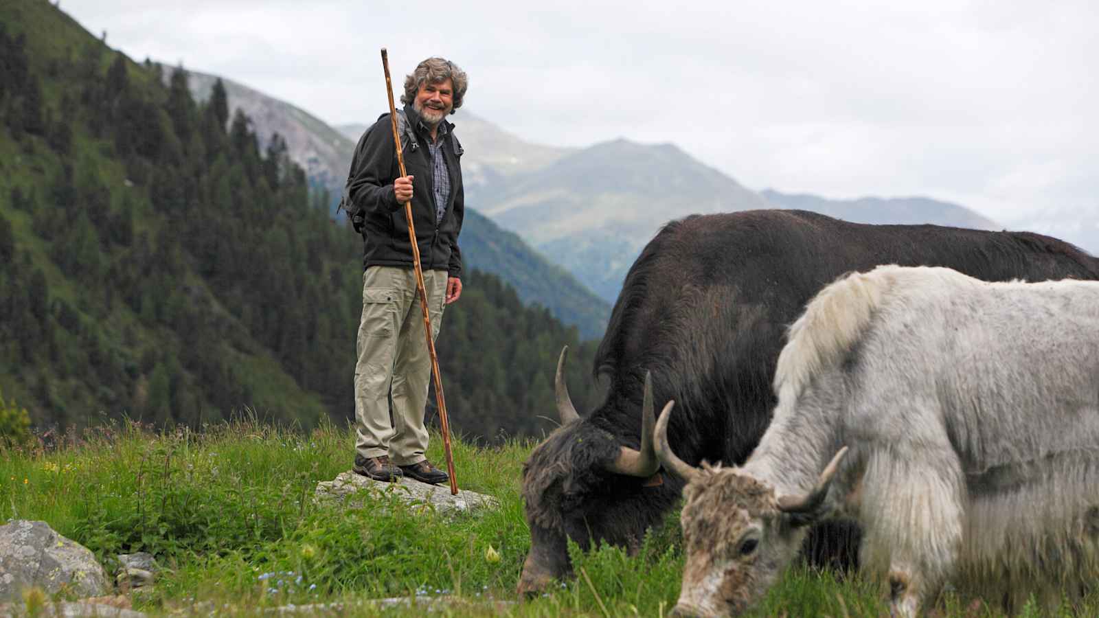 Yak-Auftrieb mit Reinhold Messner in Sulden