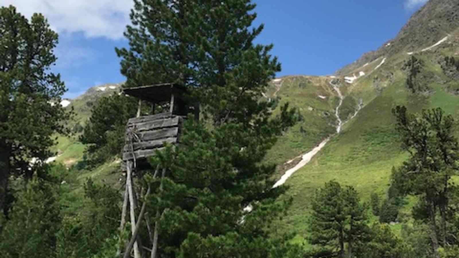 Die Zirbe braucht den Tannenhäher für ihre Vermehrung.