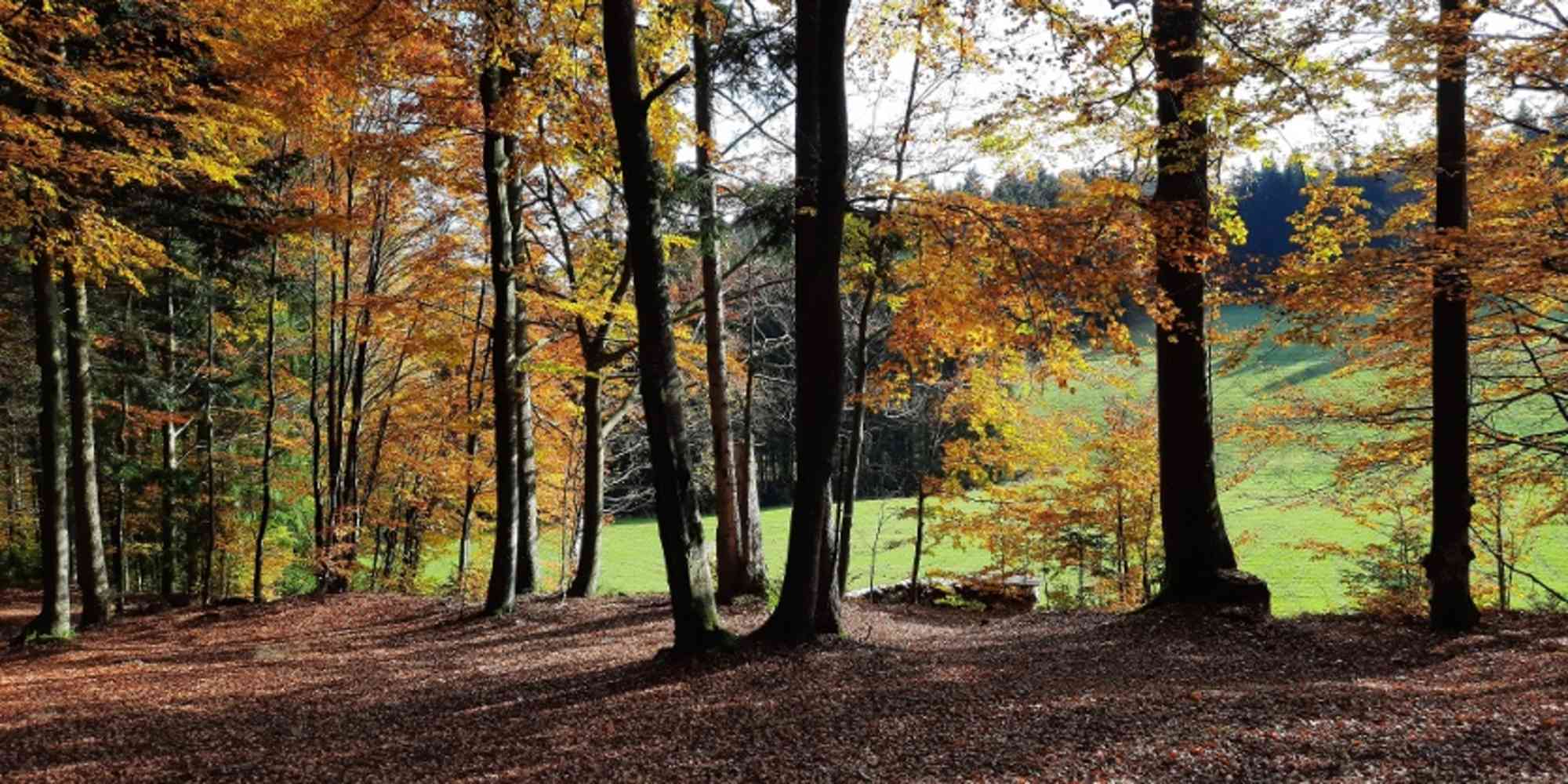 Wanderweg Dachs