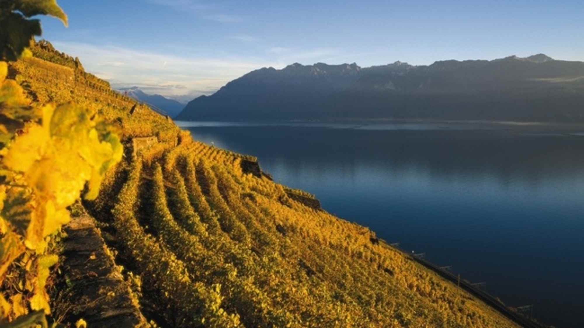 Terrassen in Lavaux
