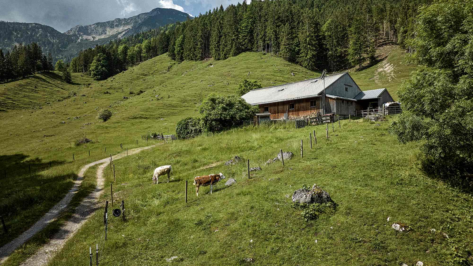 Kühe, Almterasse