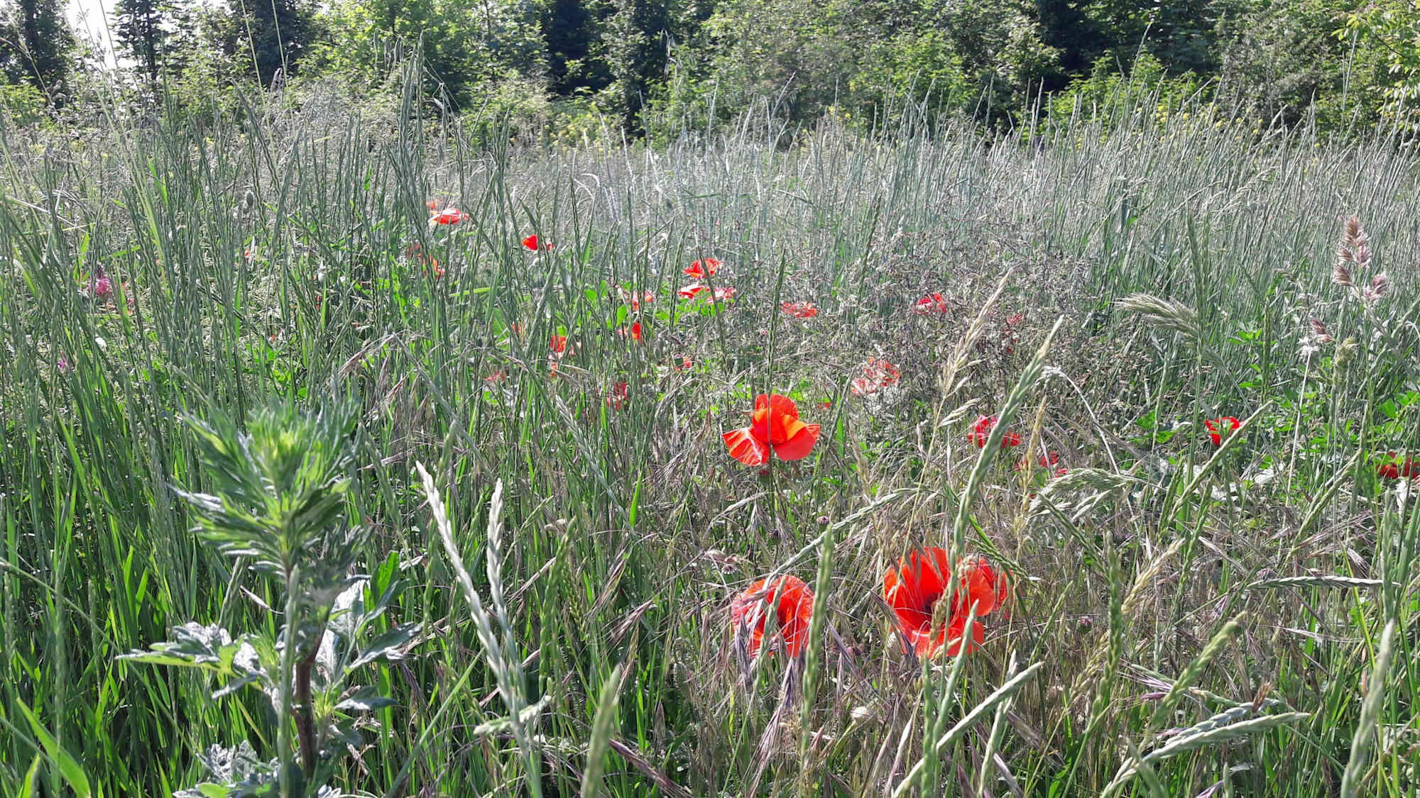 Artenreiche Wiese am Hutweidenweg im Nationalpark Donau-Auen