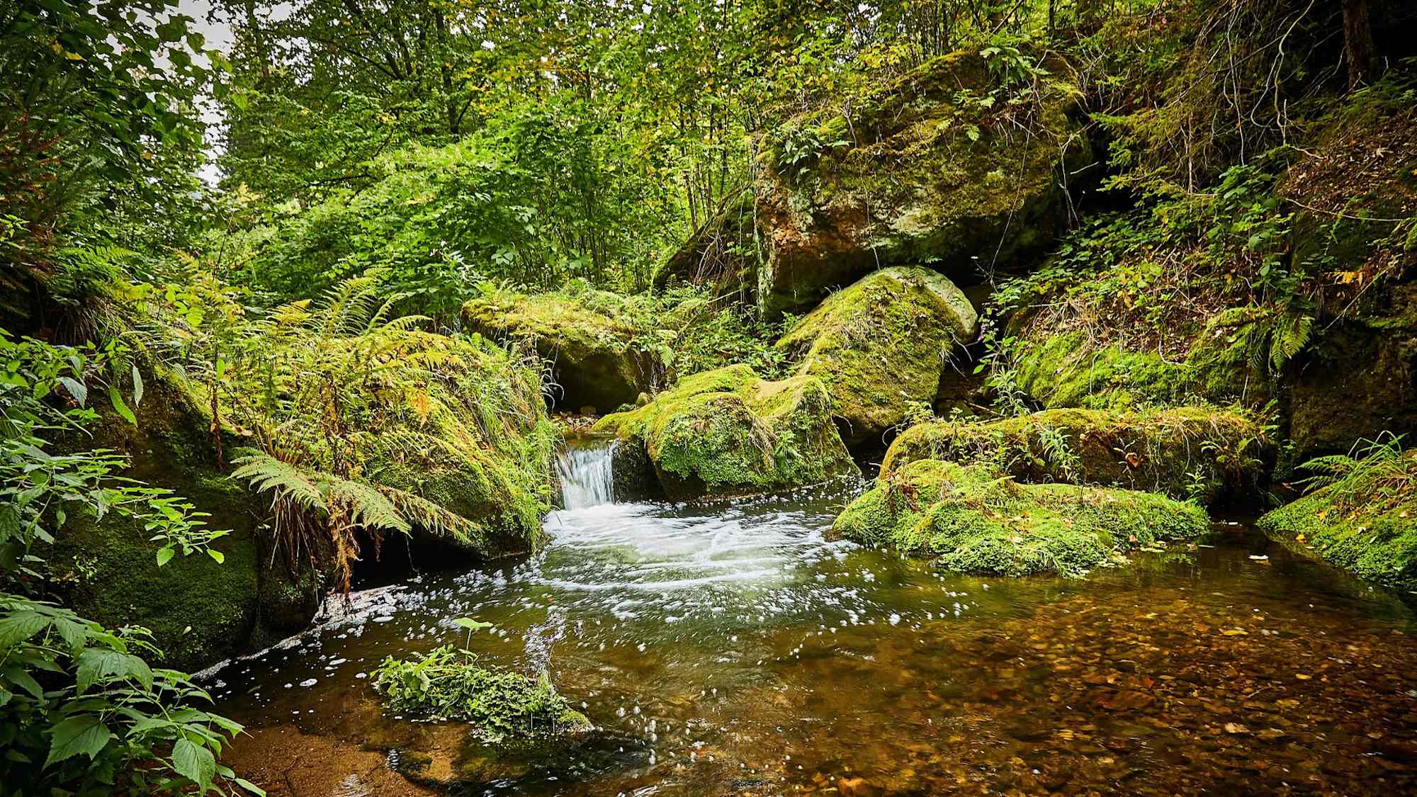 Forellensteig Berggießhübel