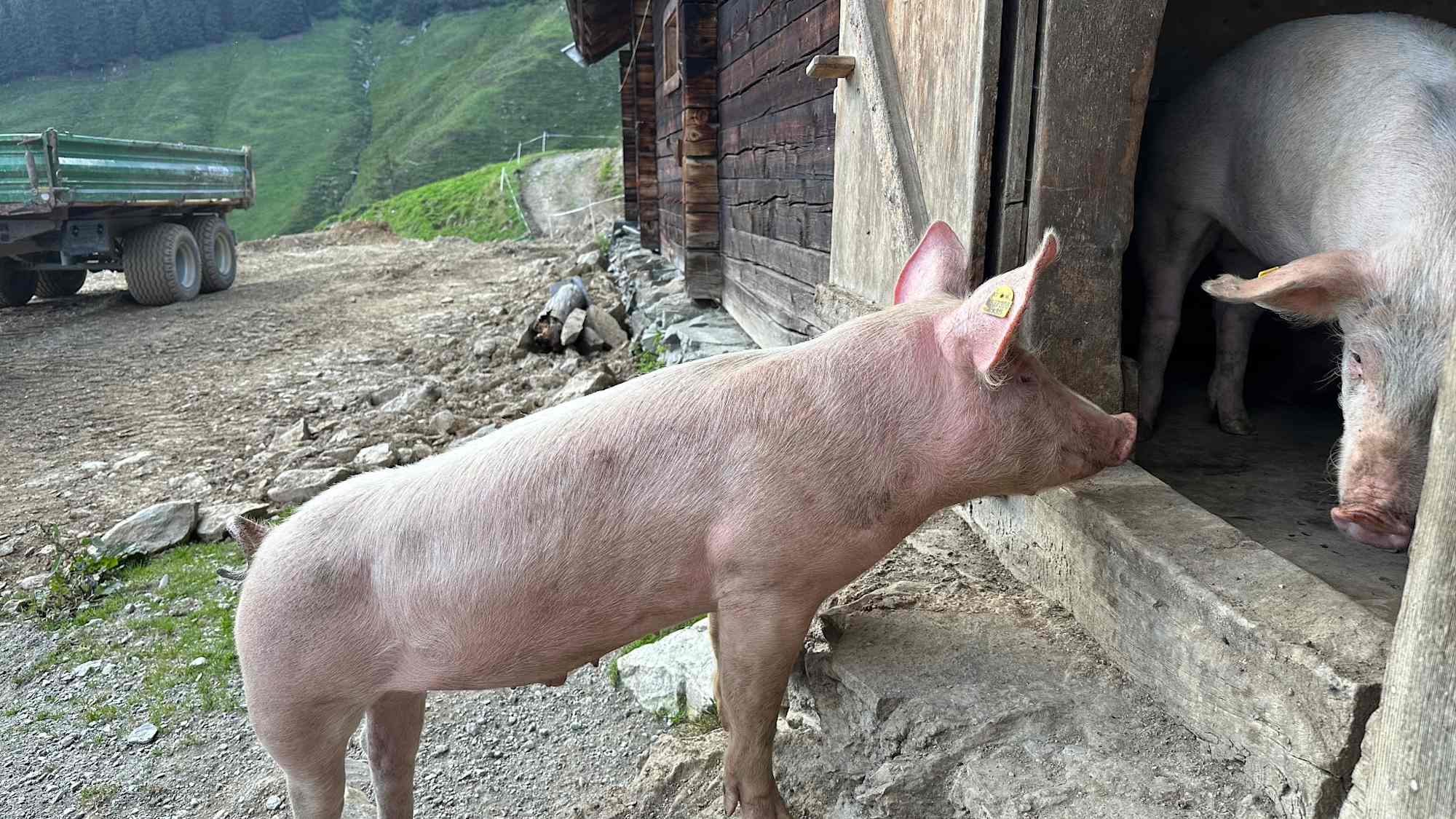 Die Schweine genießen ihren Sommer auf der Alm.