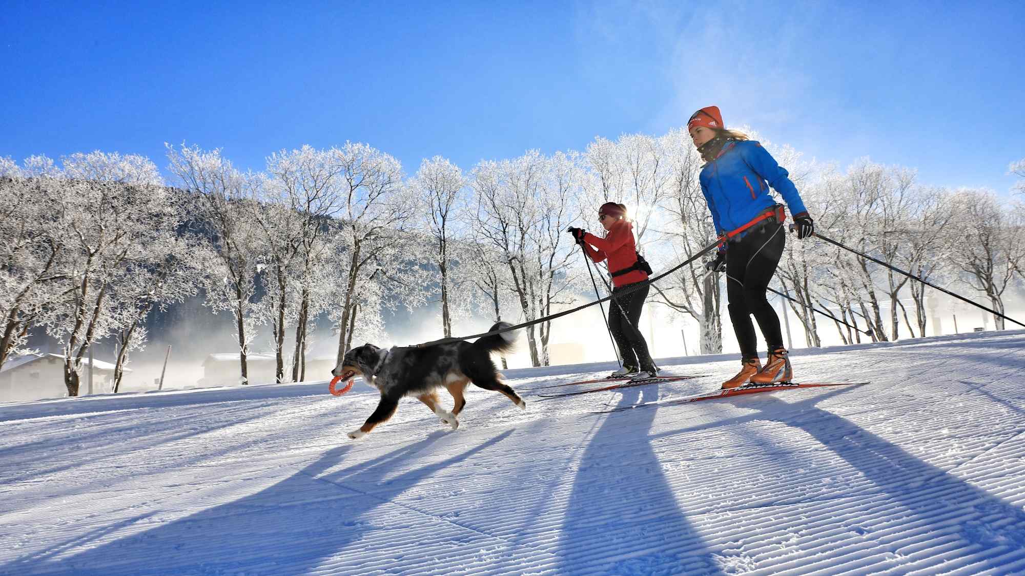 Auf der Hundeloipe haben alle Spaß