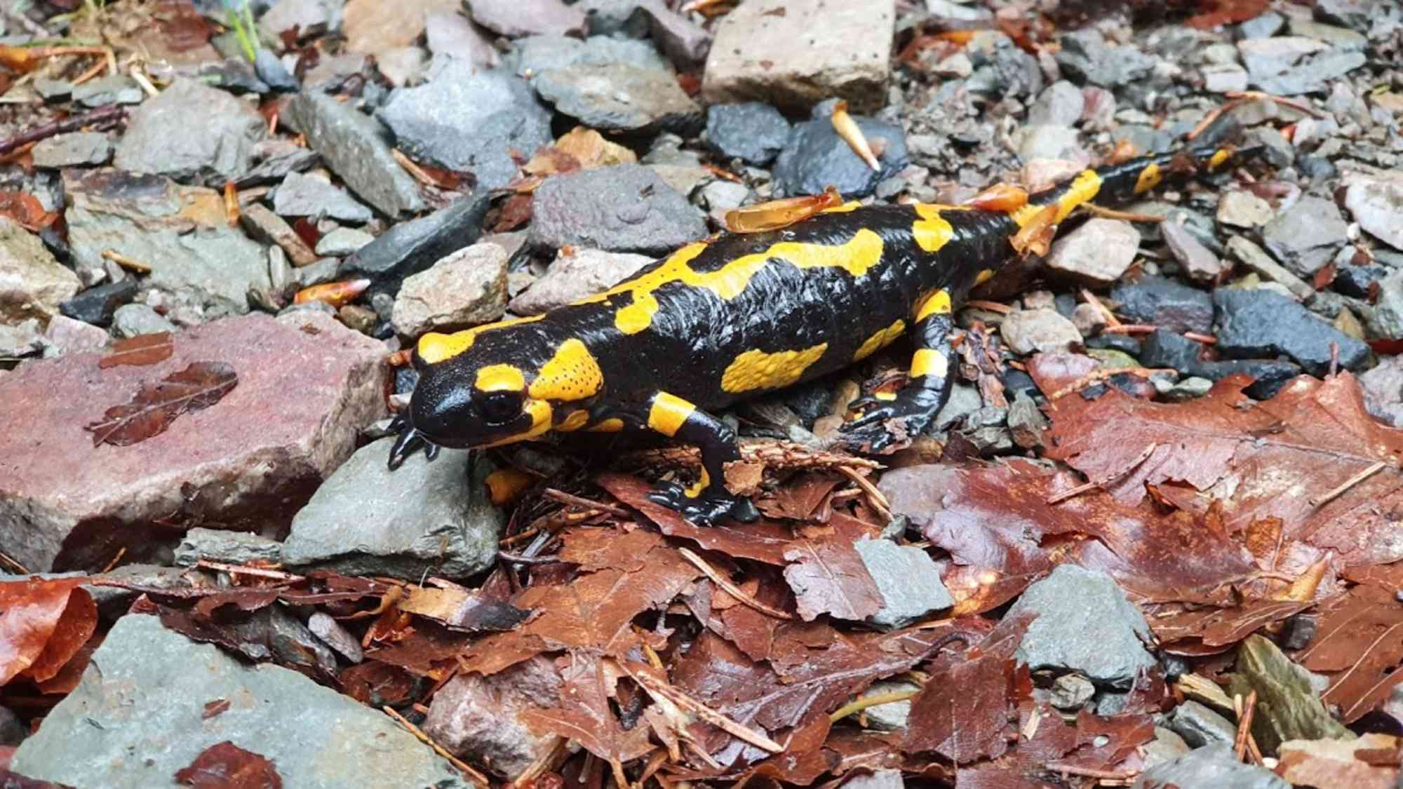 Feuersalamander finden Verstecke in Felsspalten