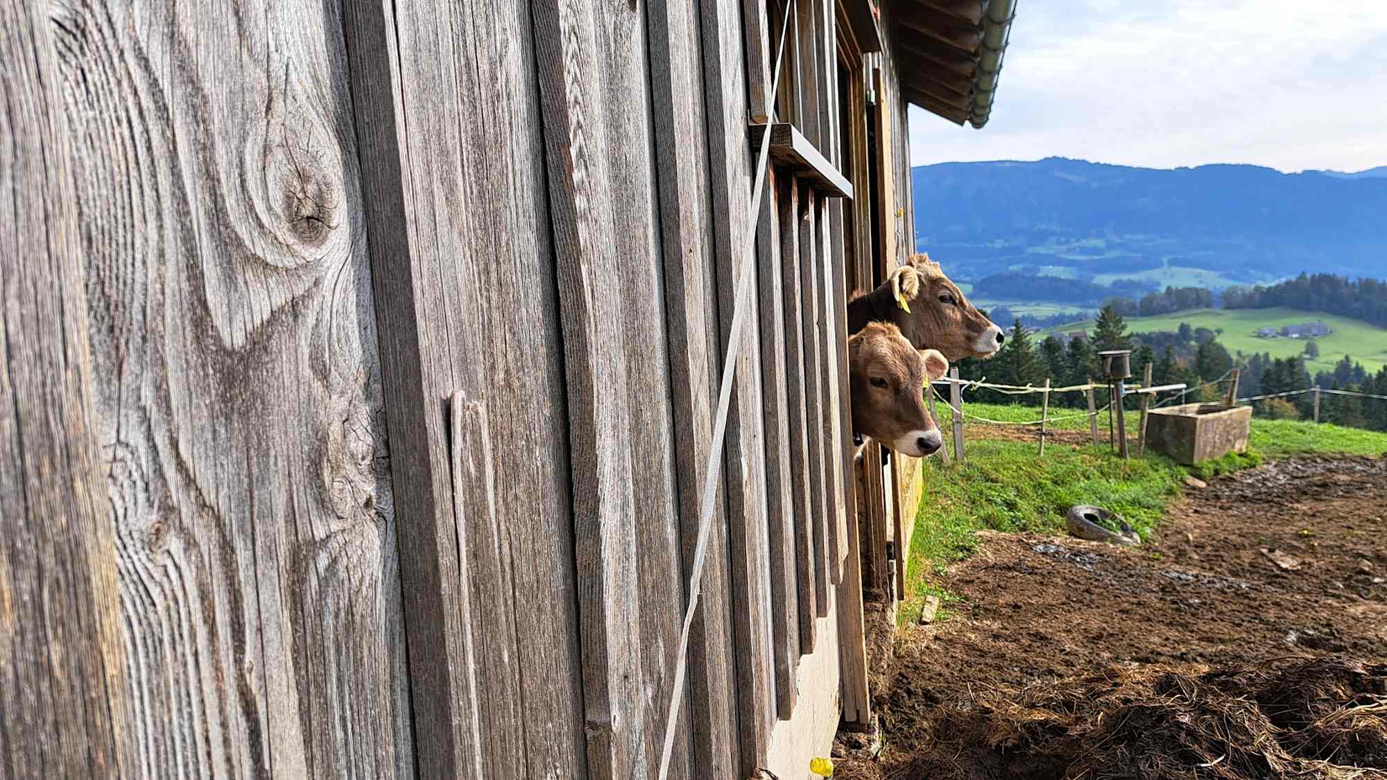 Neugierige Kühe bei Lingenau