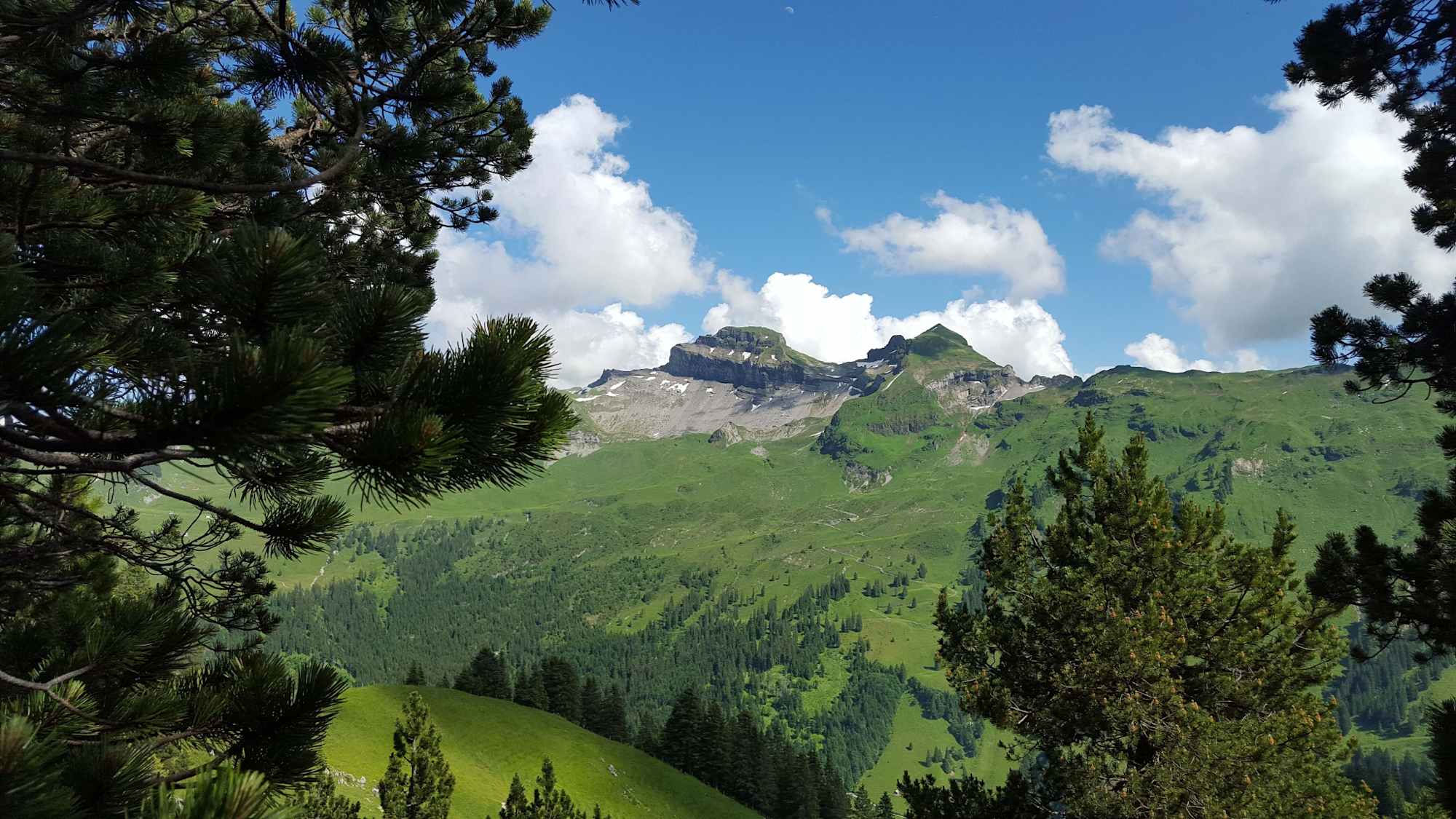 Druesberg, Forstberg