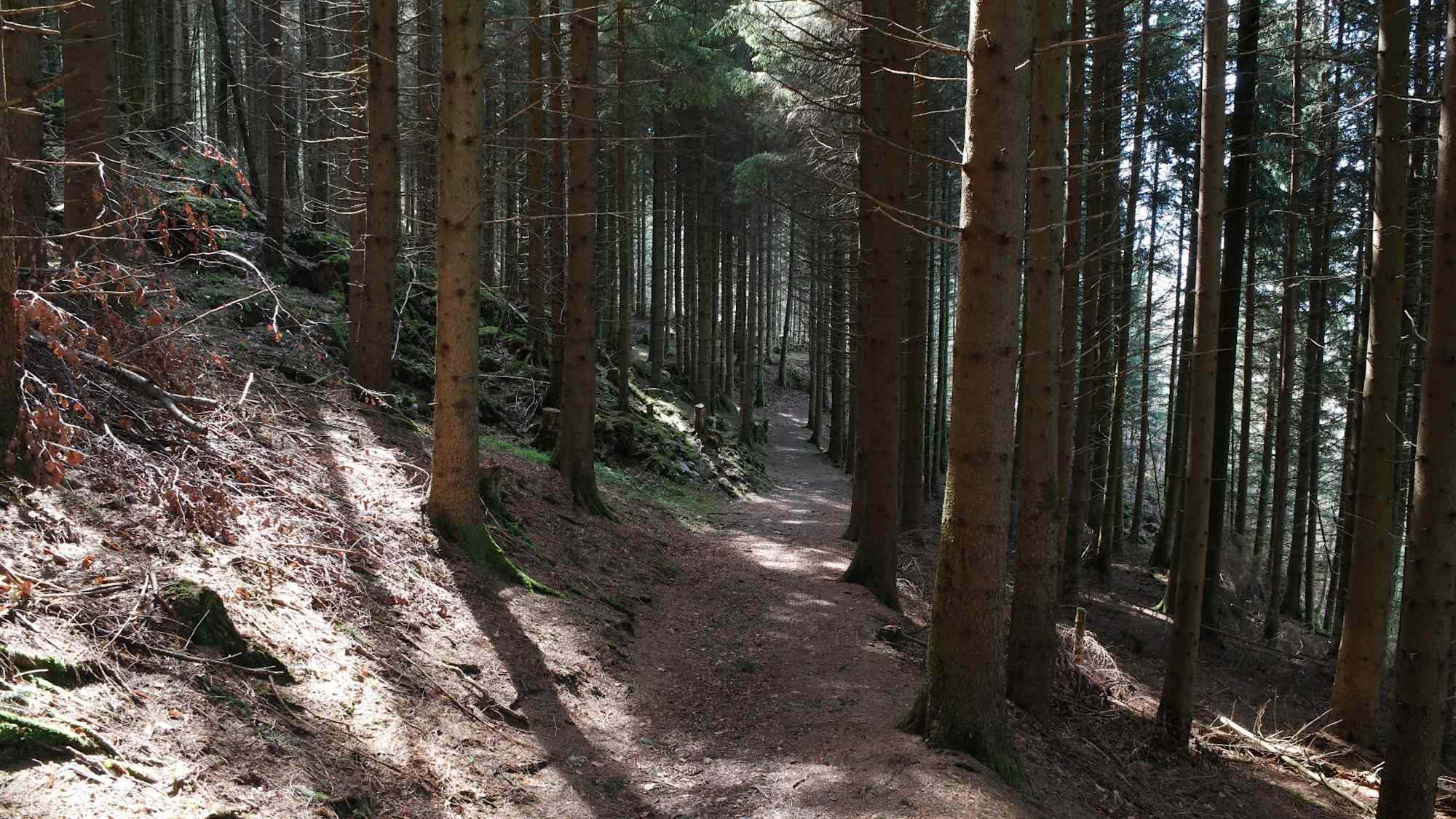 Durch den Wald
