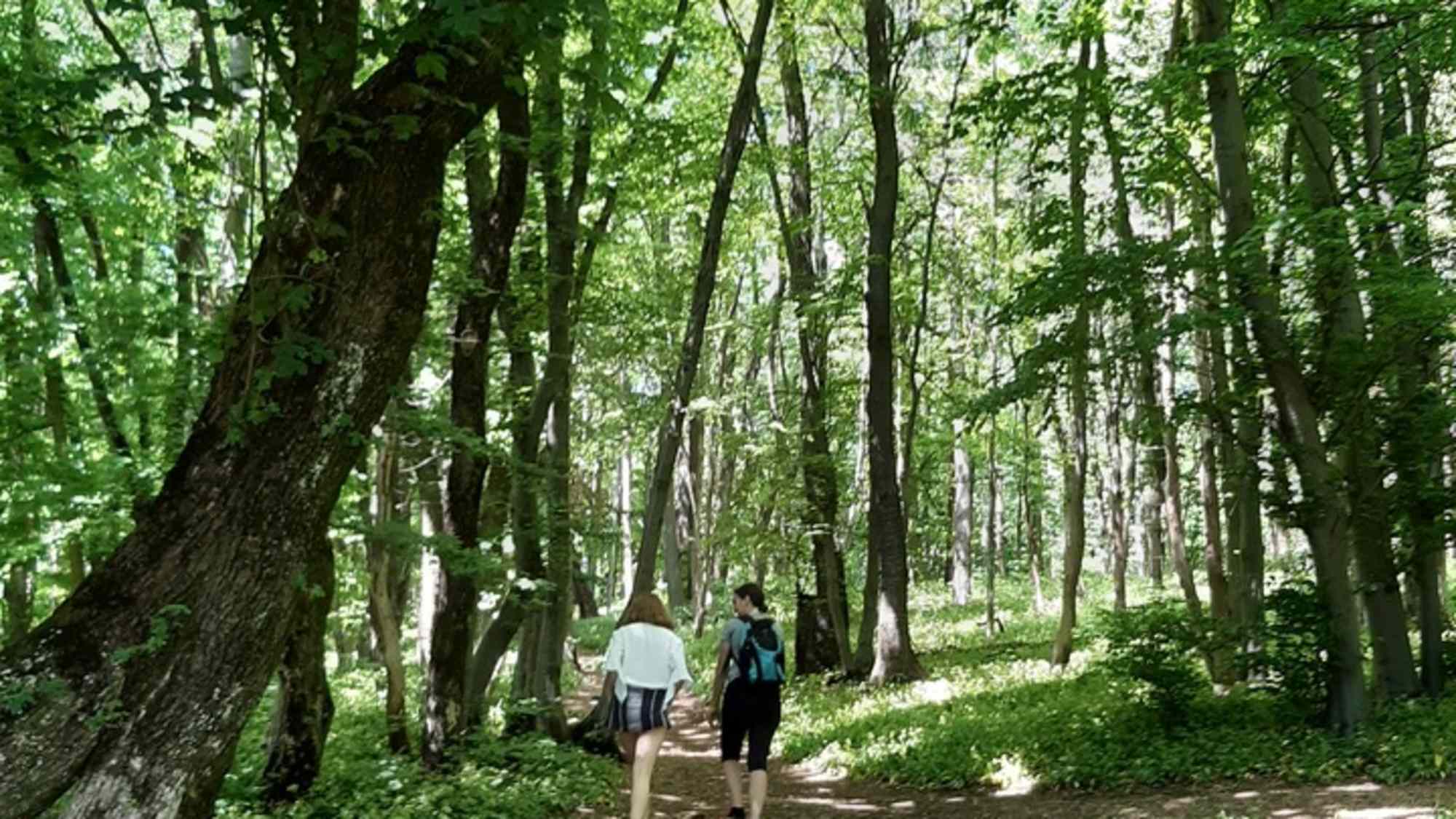 Am Weg zur Jubiläumswarte