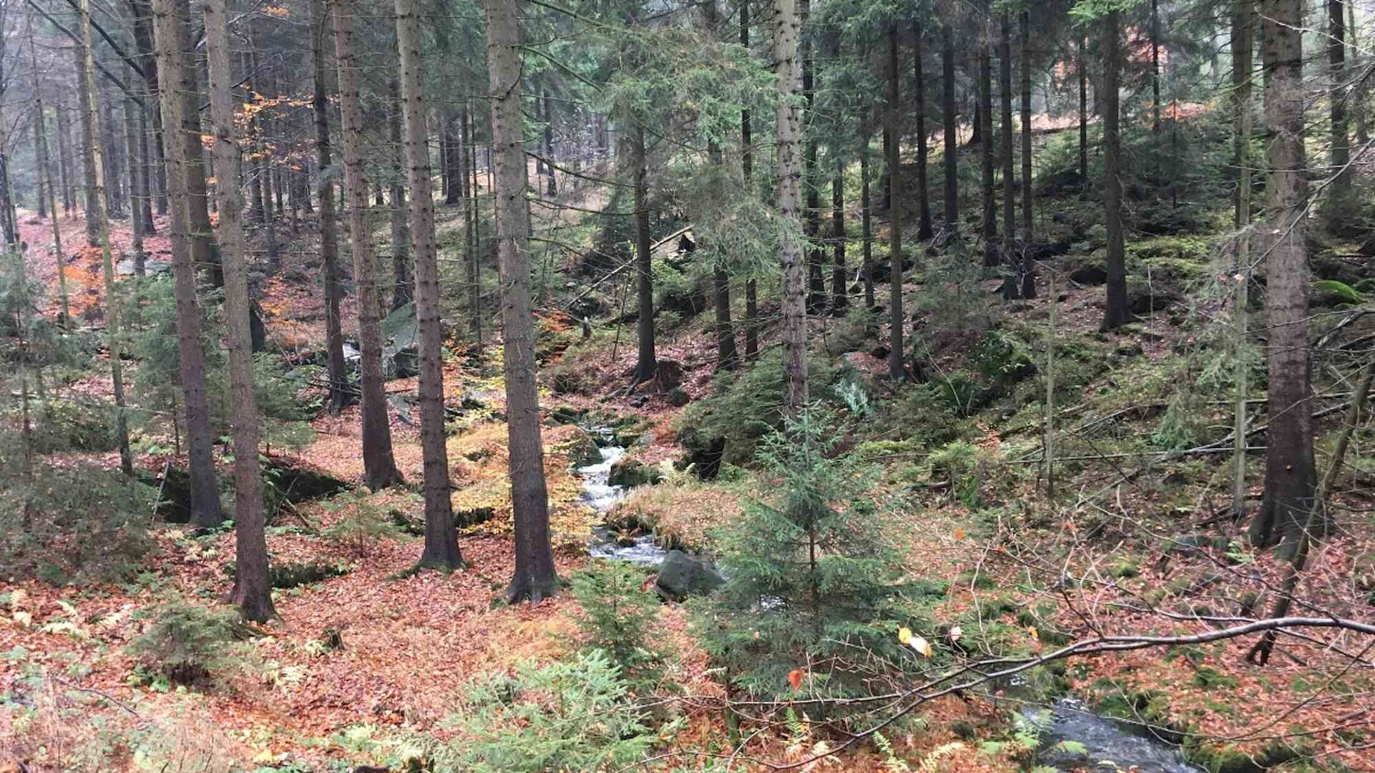 An der dürren Biela