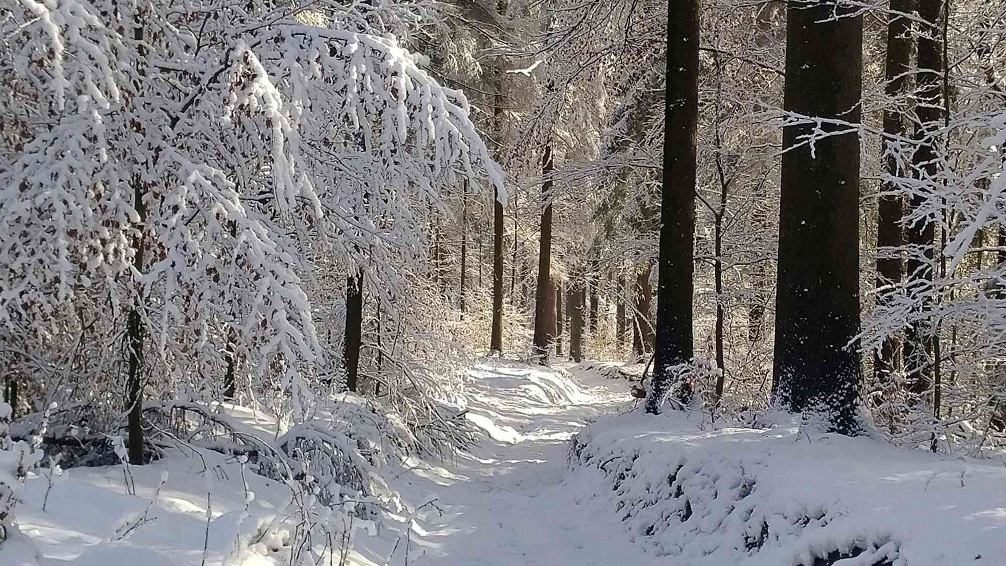 Winterwald bei Hinterhermsdorf