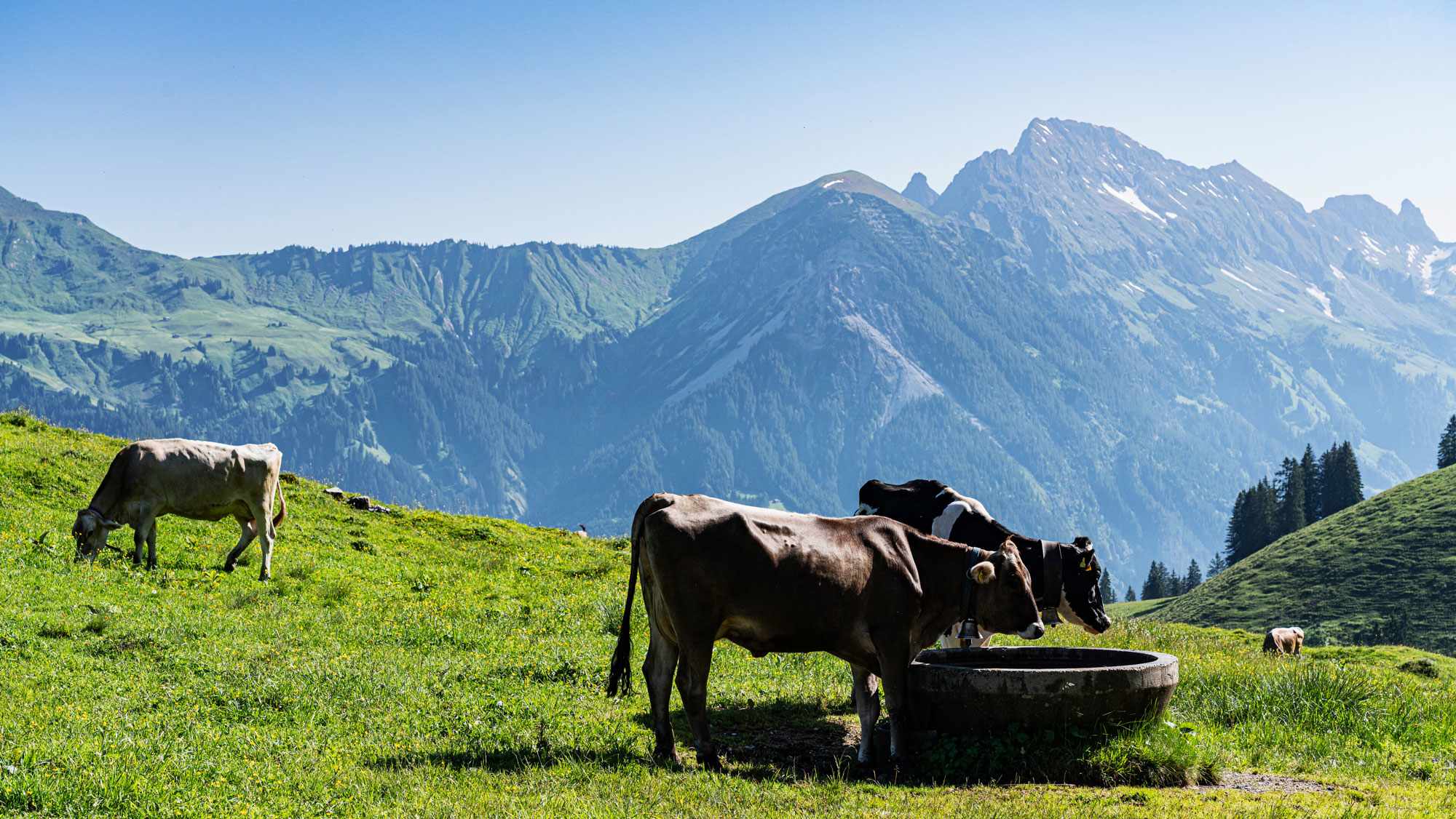 Bergwelten Wanderung Alm Alp Vorarlberg