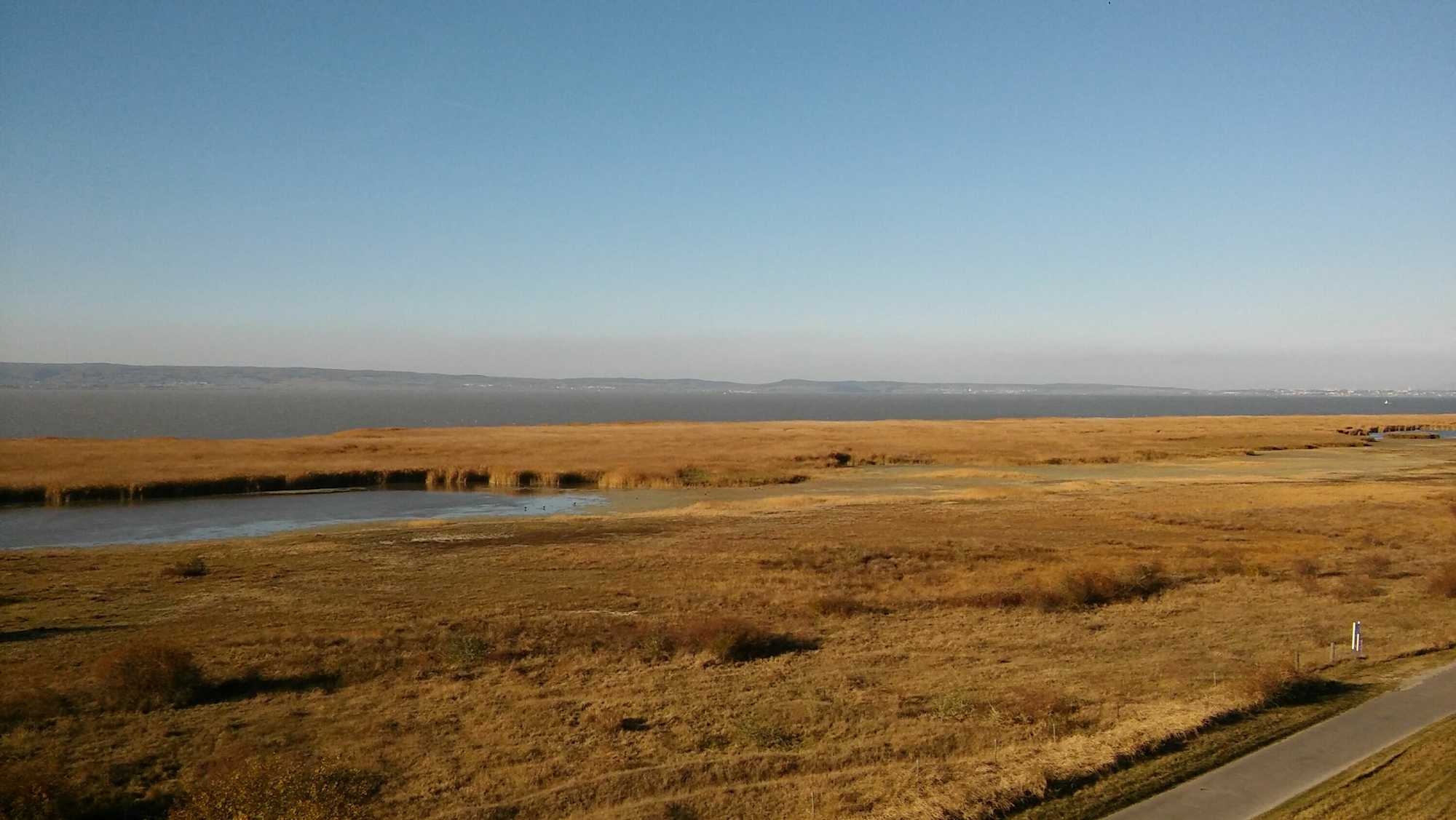 Der breite Schilfgürtel des Neusiedler Sees ist Heimat vieler Vogelarten.