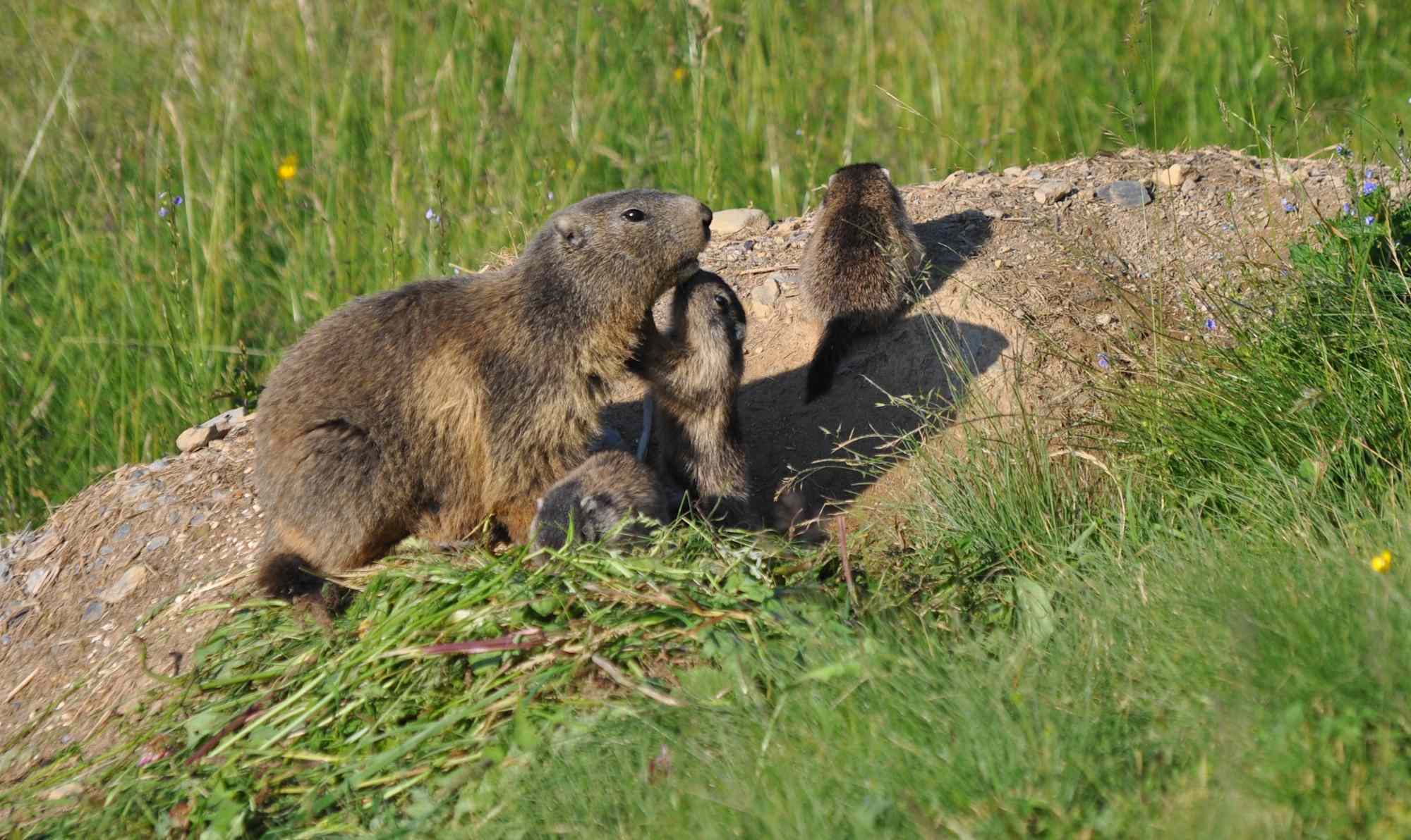 Stegmoosalm