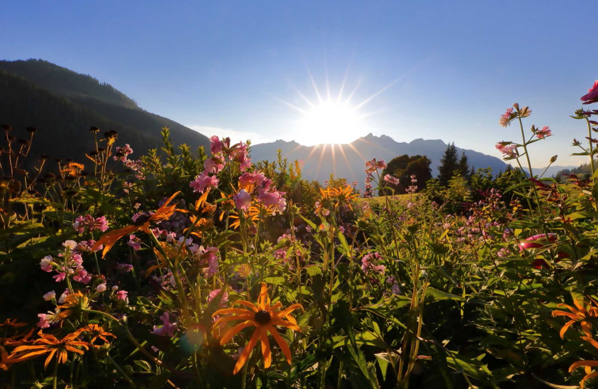Blumen auf der Breitenebenalm