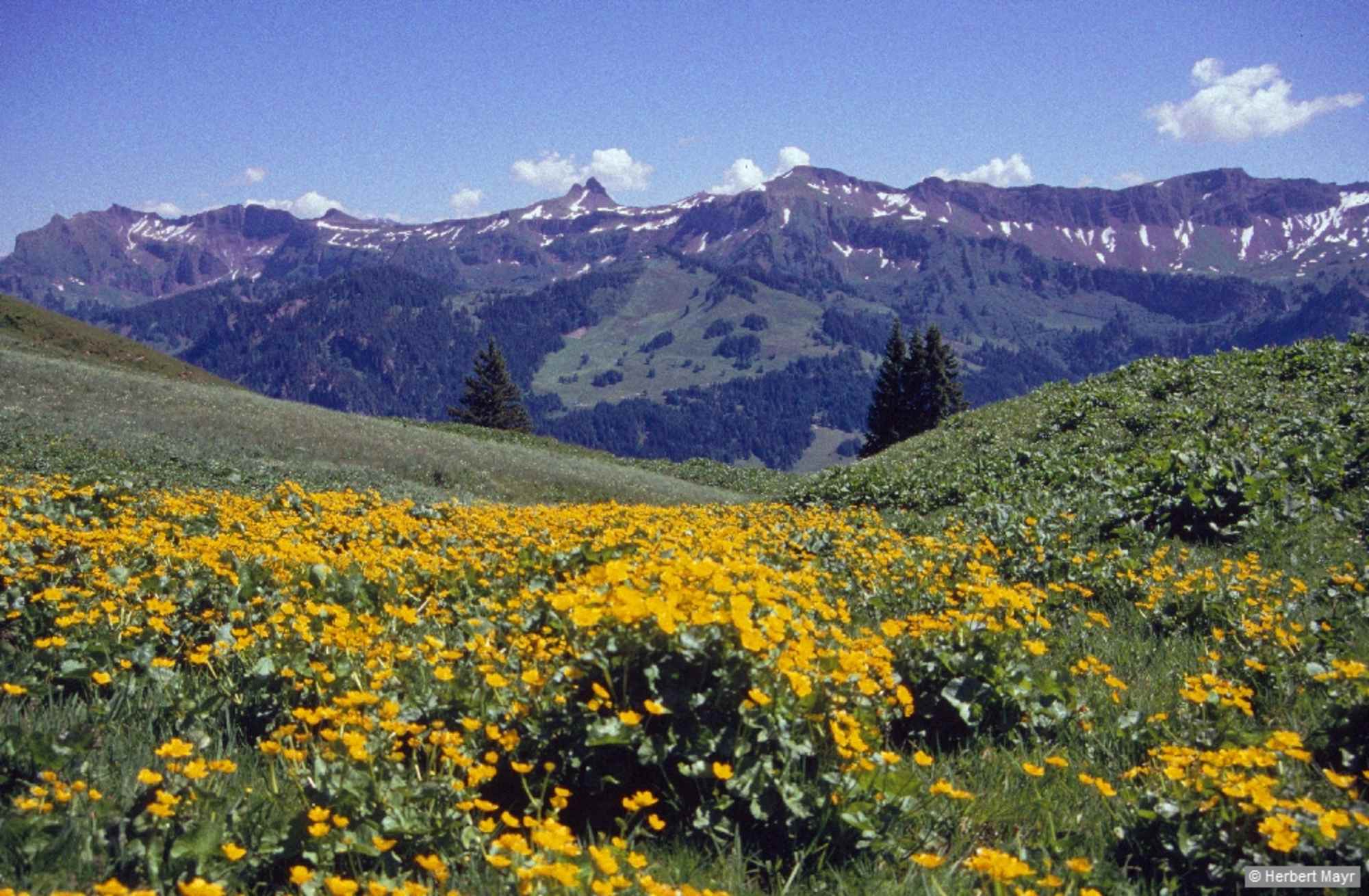 Aussicht von der Hangspitze in den Hinteren Bregenzerwald.