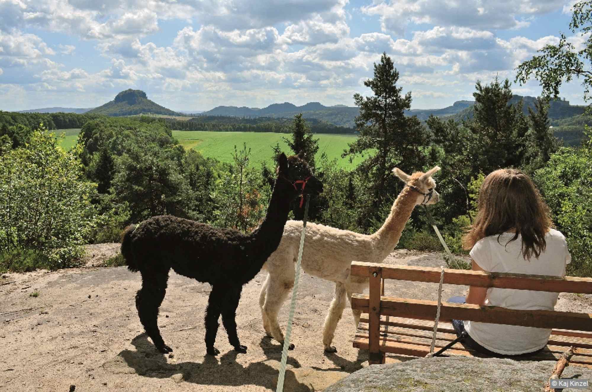 Auch die Alpakas aus Naundorf freuen sich über eine Wanderung zur Aussichtsbank in den Bärensteinen.