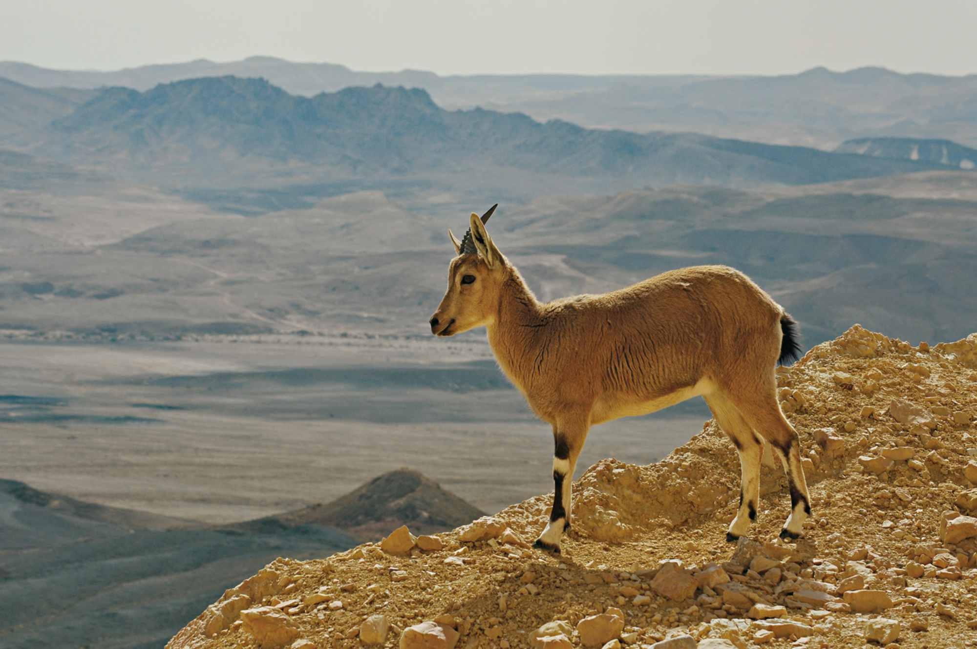 Nubischer Steinbock. Im Hintergrund ist das dunkle Felsmassiv des Shen Ramon zu sehen.