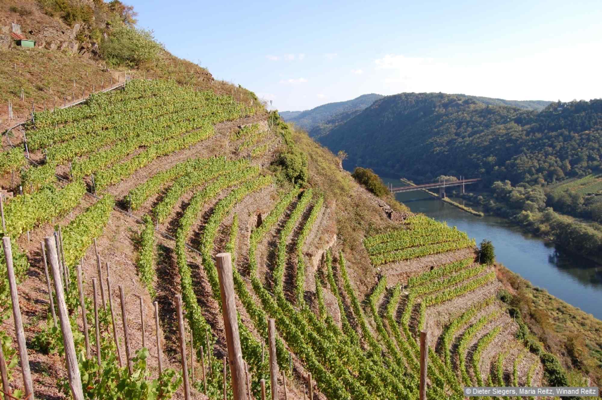 Der Steig führt durch Weinberge ständig auf und ab.