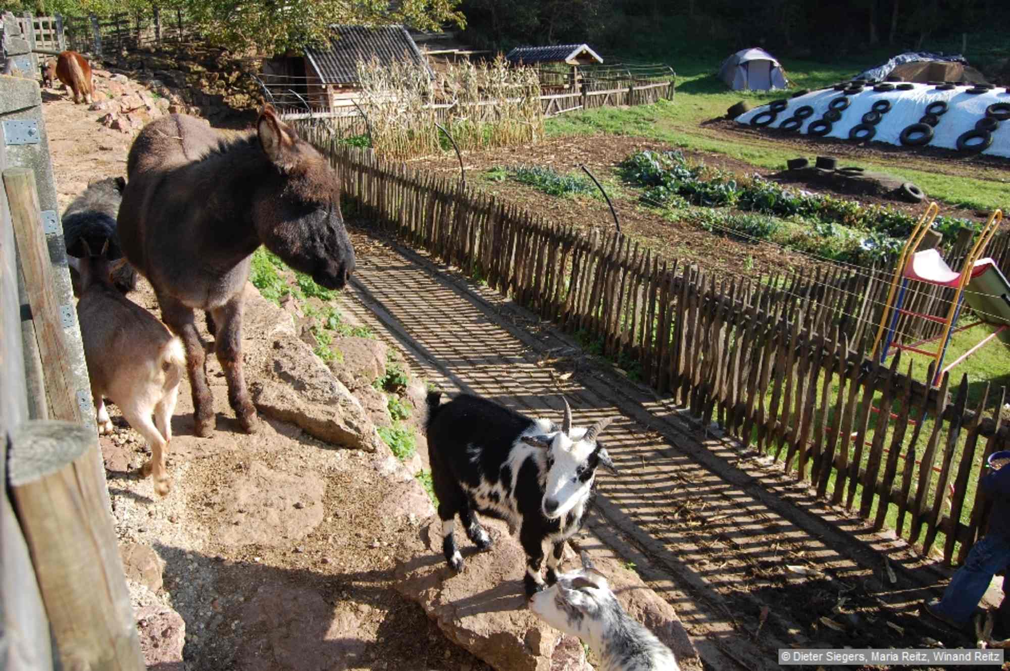Tiere in Dreimühlen.