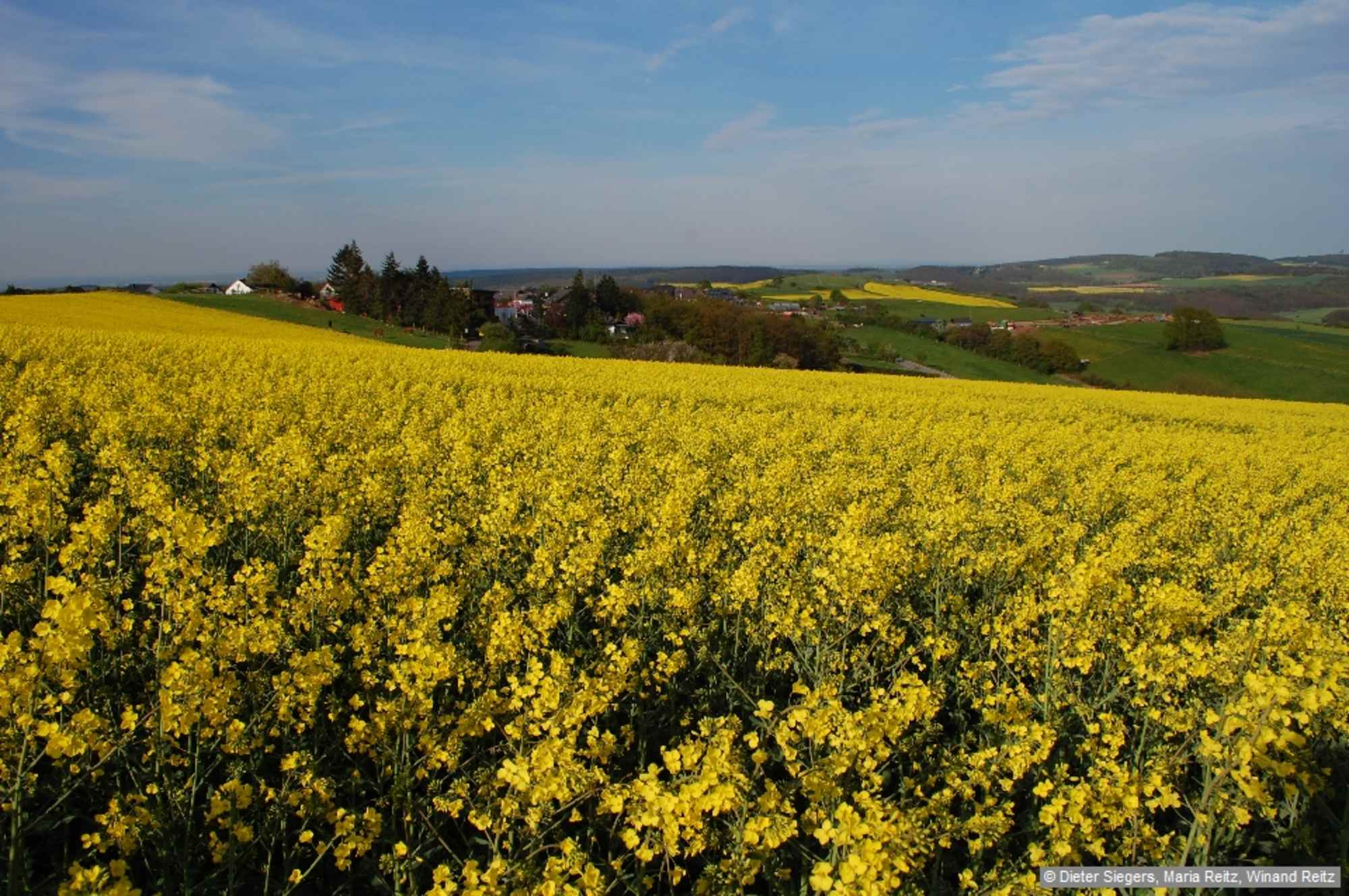 Rapsfelder bei Bergheim.