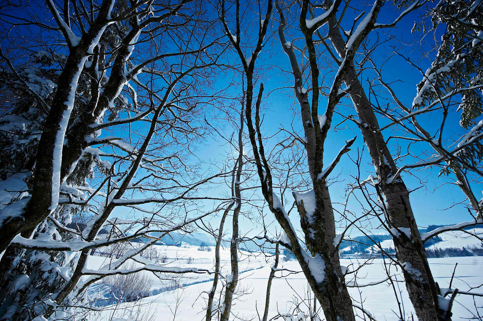 Oberstaufen Winter