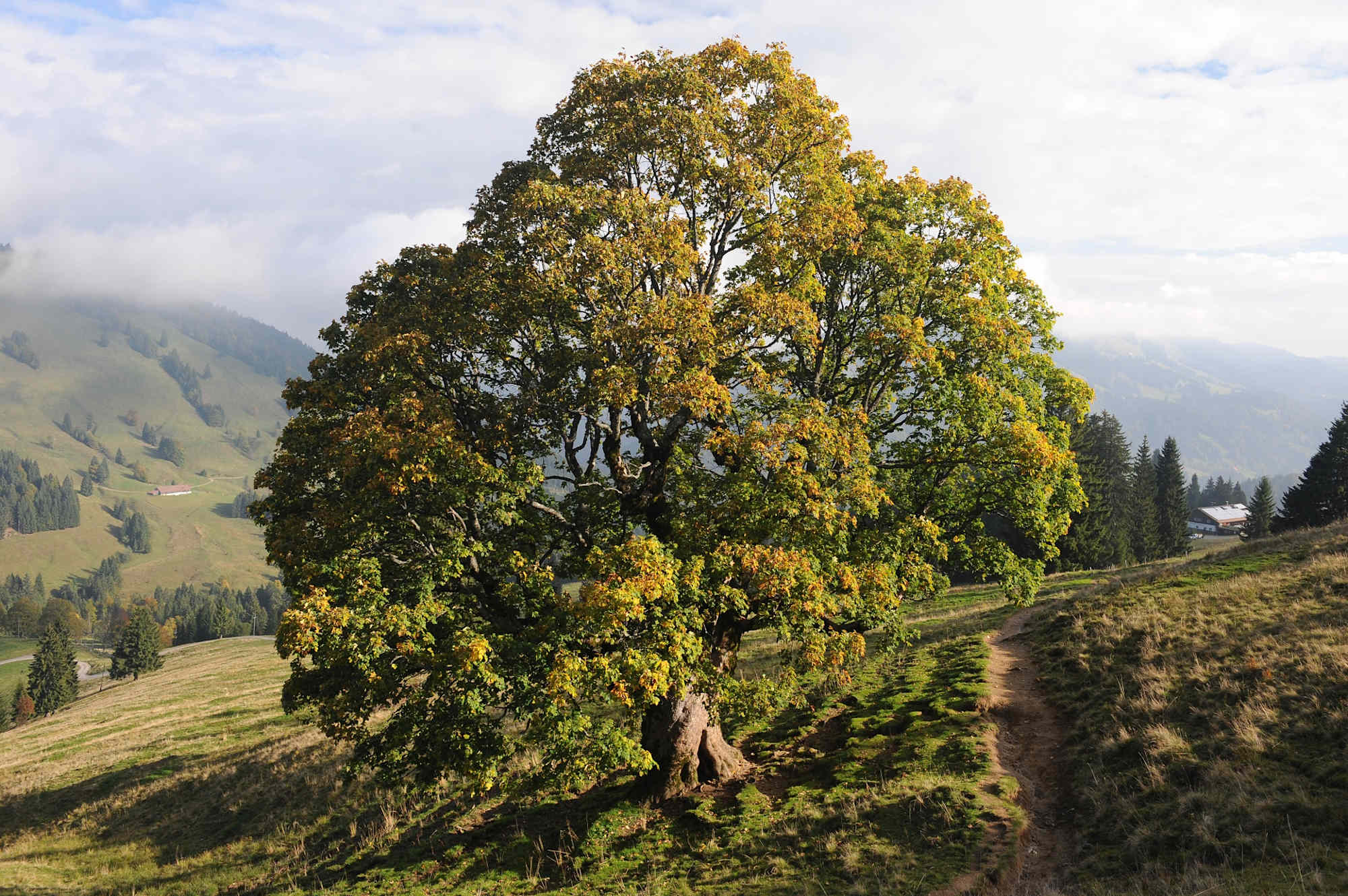 Auf dem Weg zum Lanzenbach