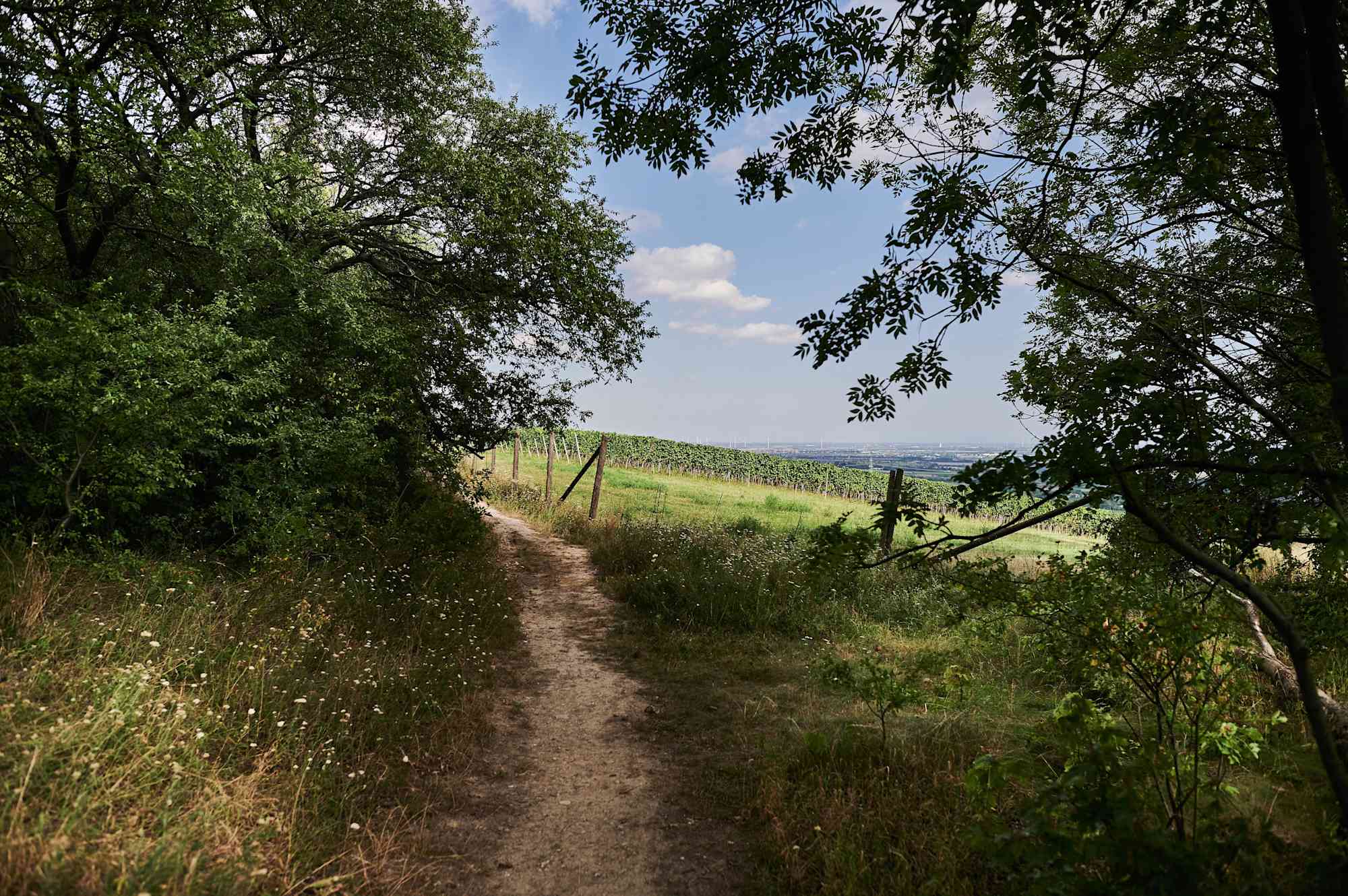 Weg auf den Bisamberg