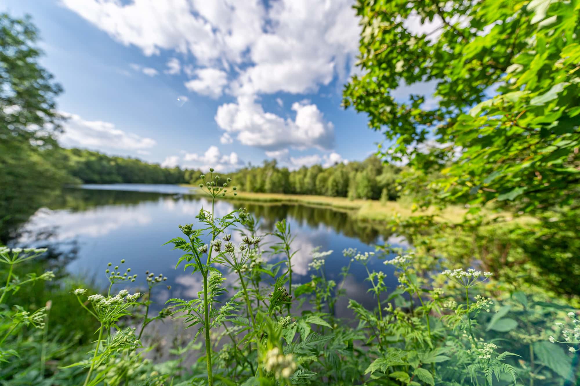 Moorsee am Roten Moor